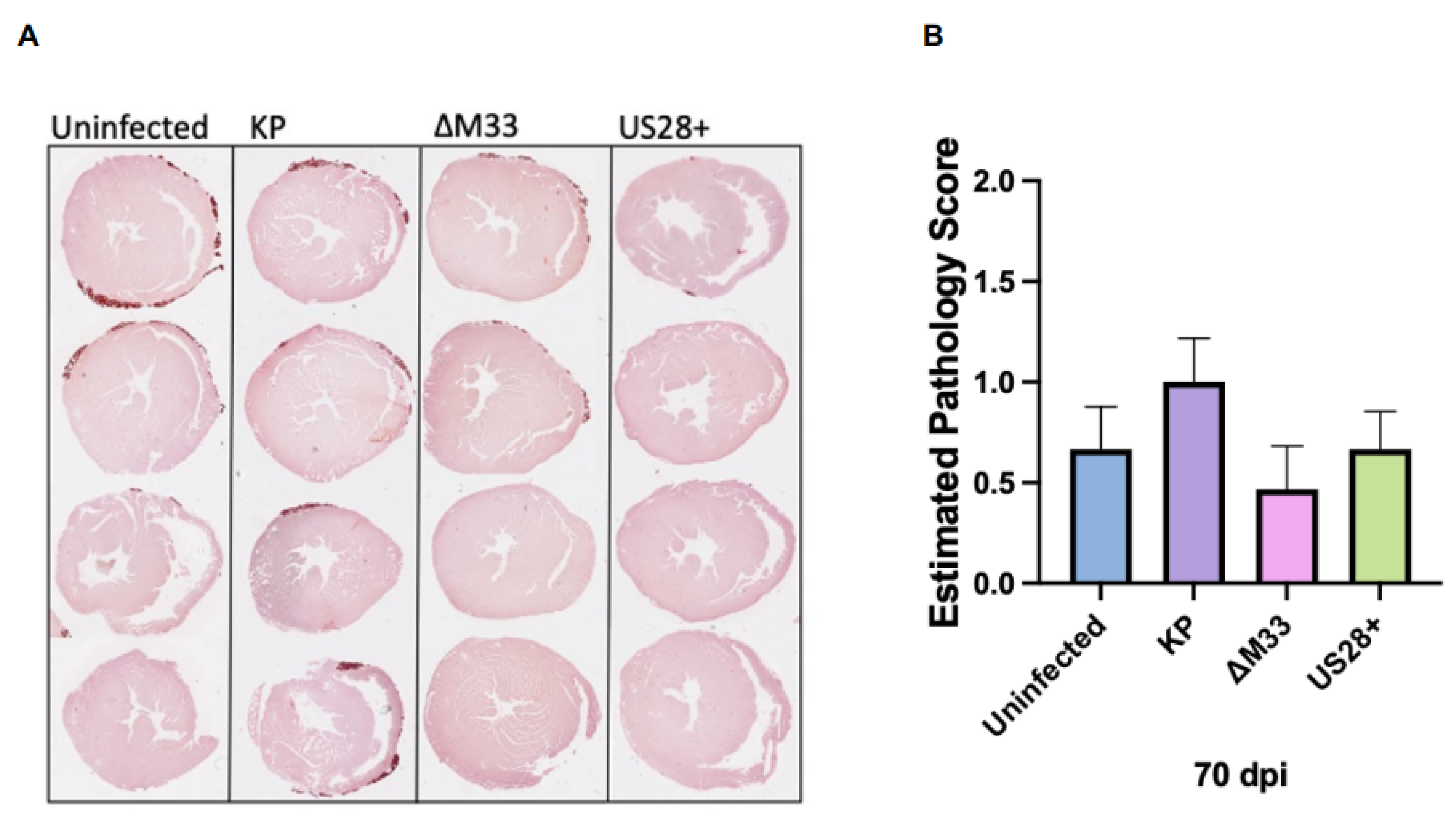 Viruses 15 00711 g004