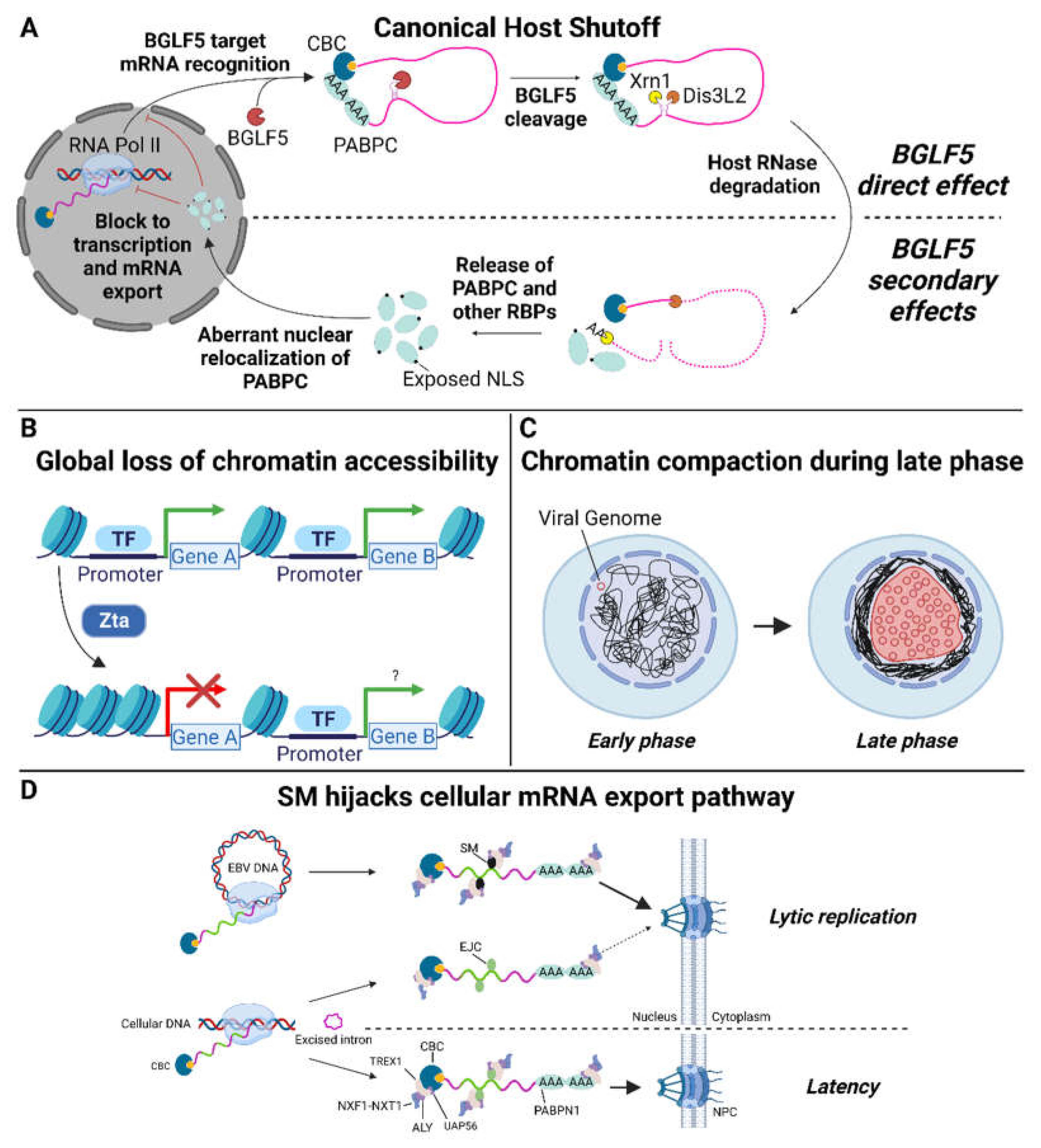 Viruses 15 00726 g001