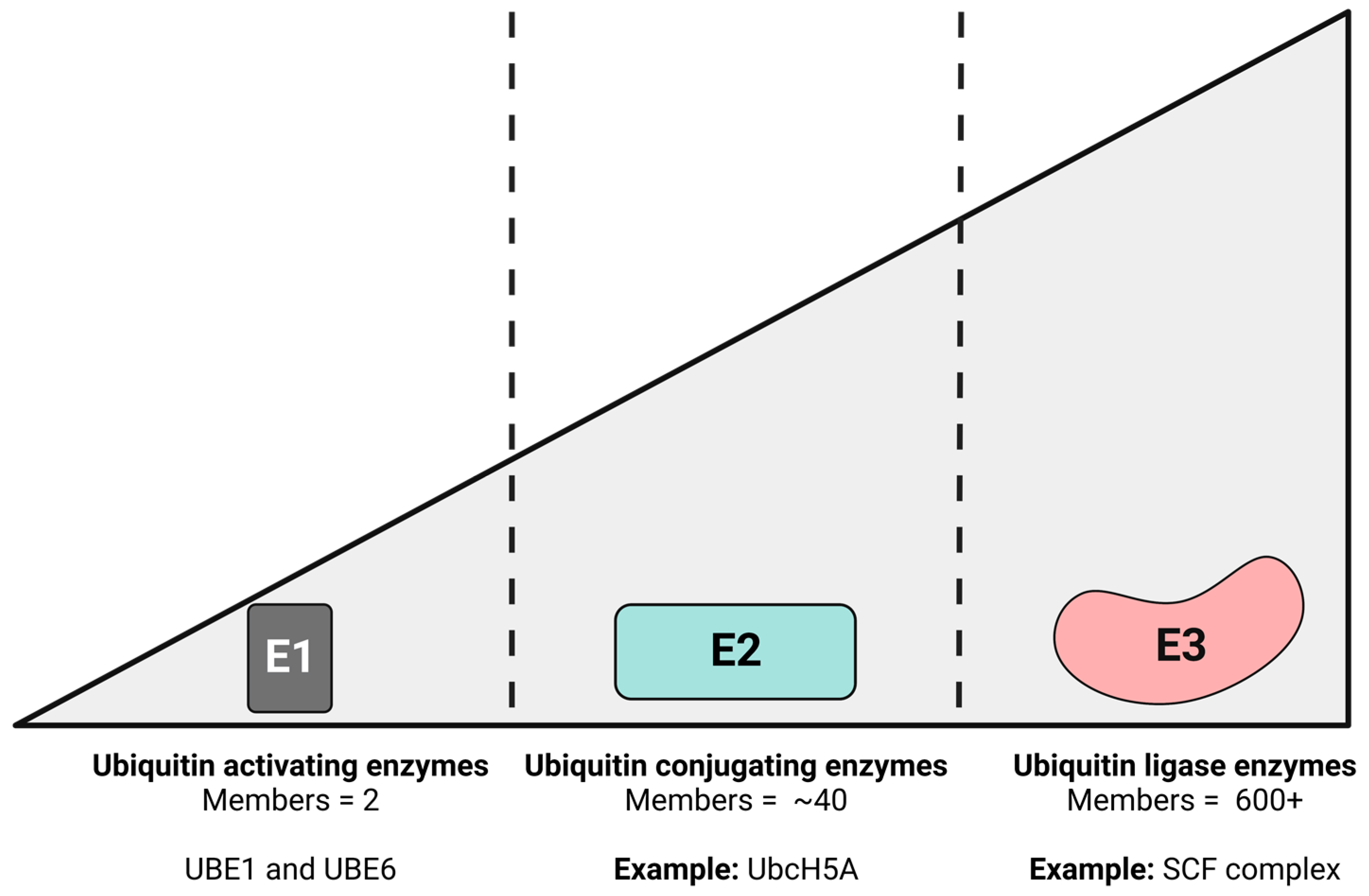Viruses 15 00730 g001 Viruses 15 00730 g001