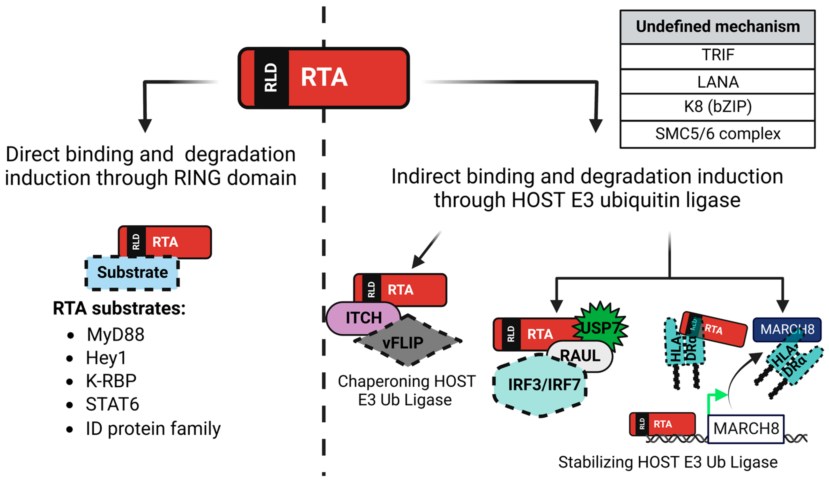 Viruses 15 00730 g004 Viruses 15 00730 g004
