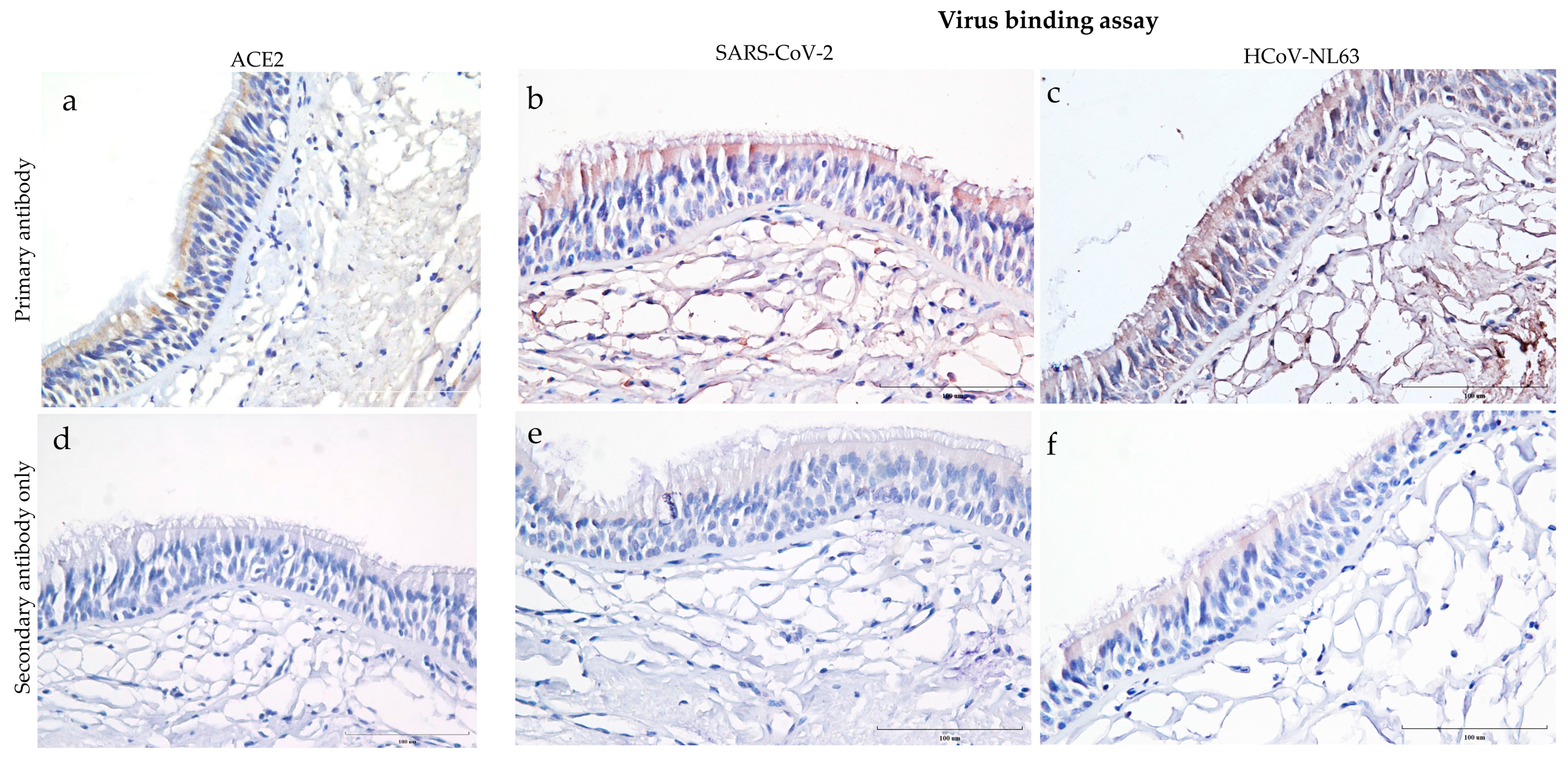 Viruses 15 00736 g001 Viruses 15 00736 g001