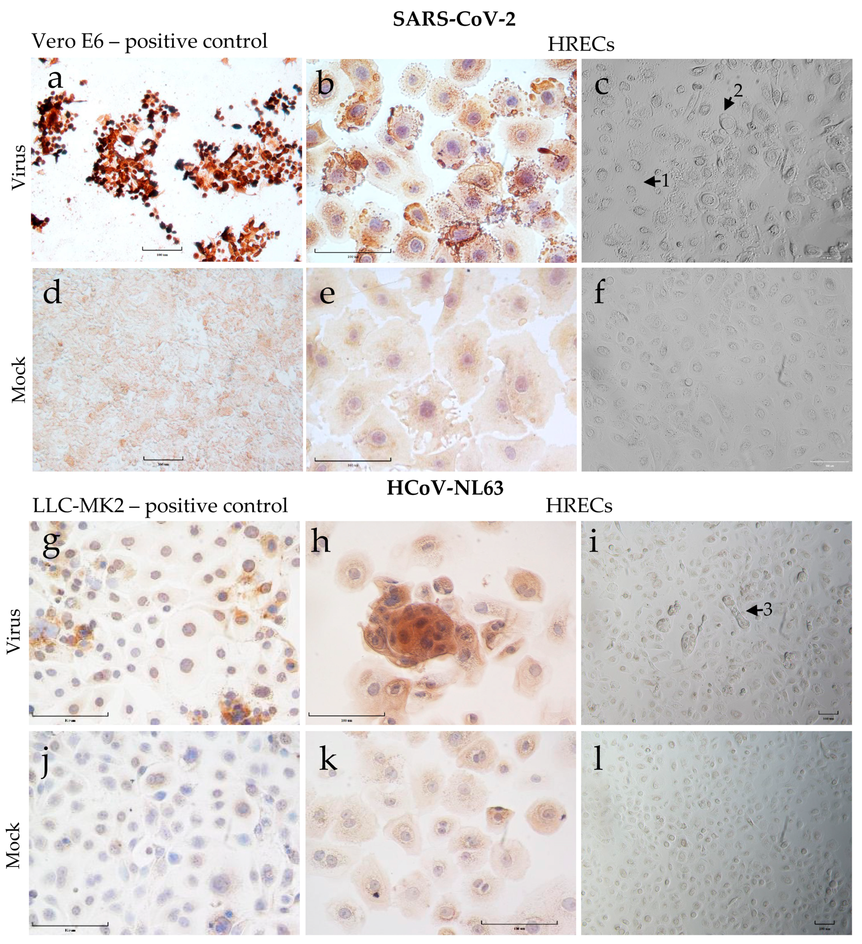Viruses 15 00736 g003 Viruses 15 00736 g003