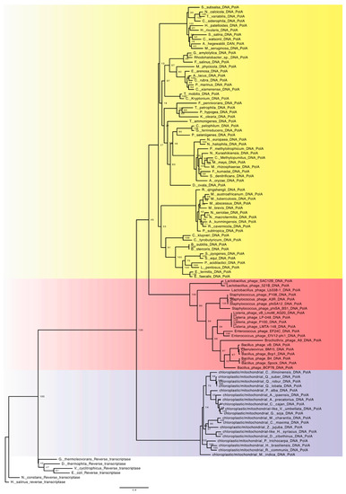 Natural History of DNA-Dependent DNA Polymerases: Multiple Pathways to ...