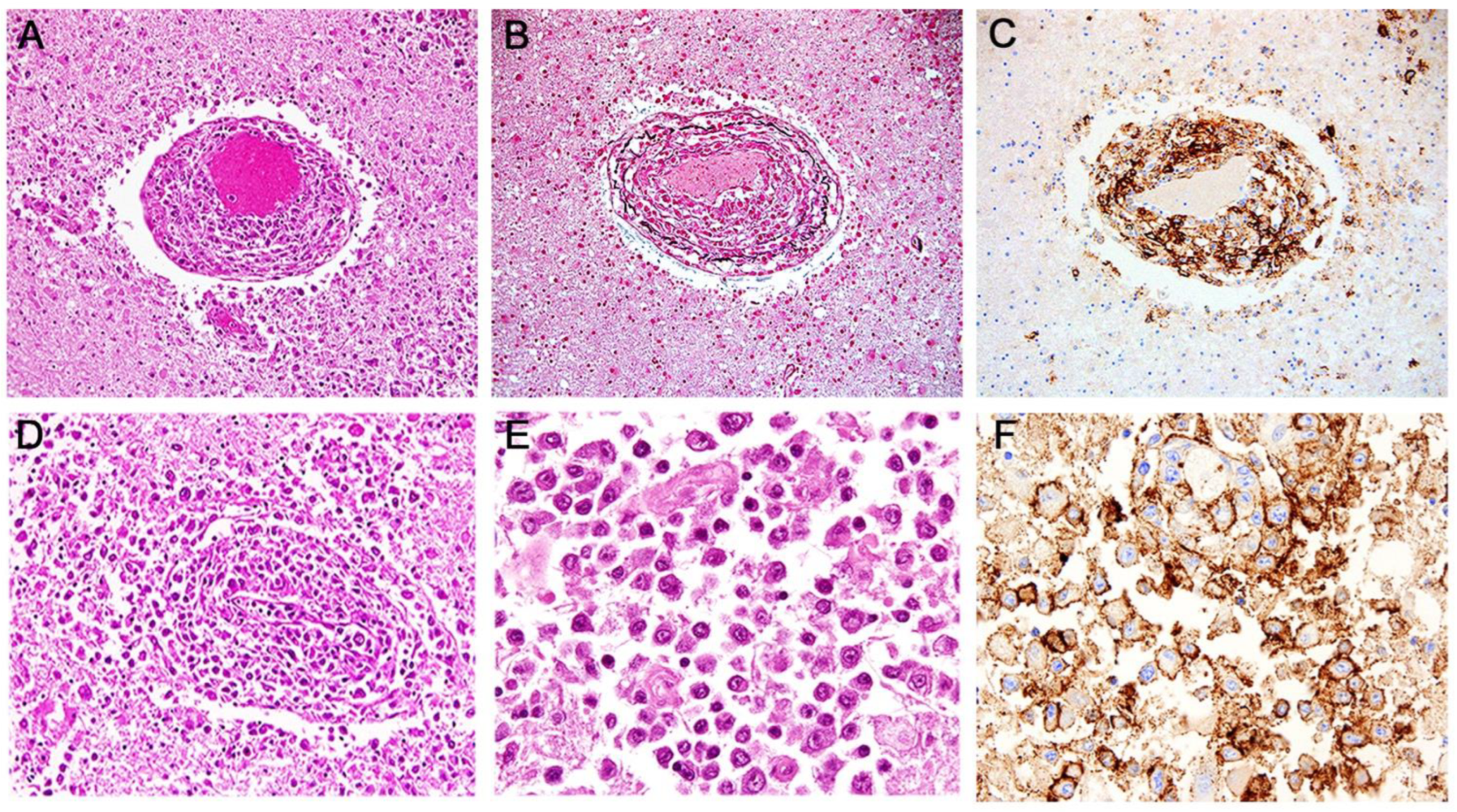 Viruses 15 00755 g002