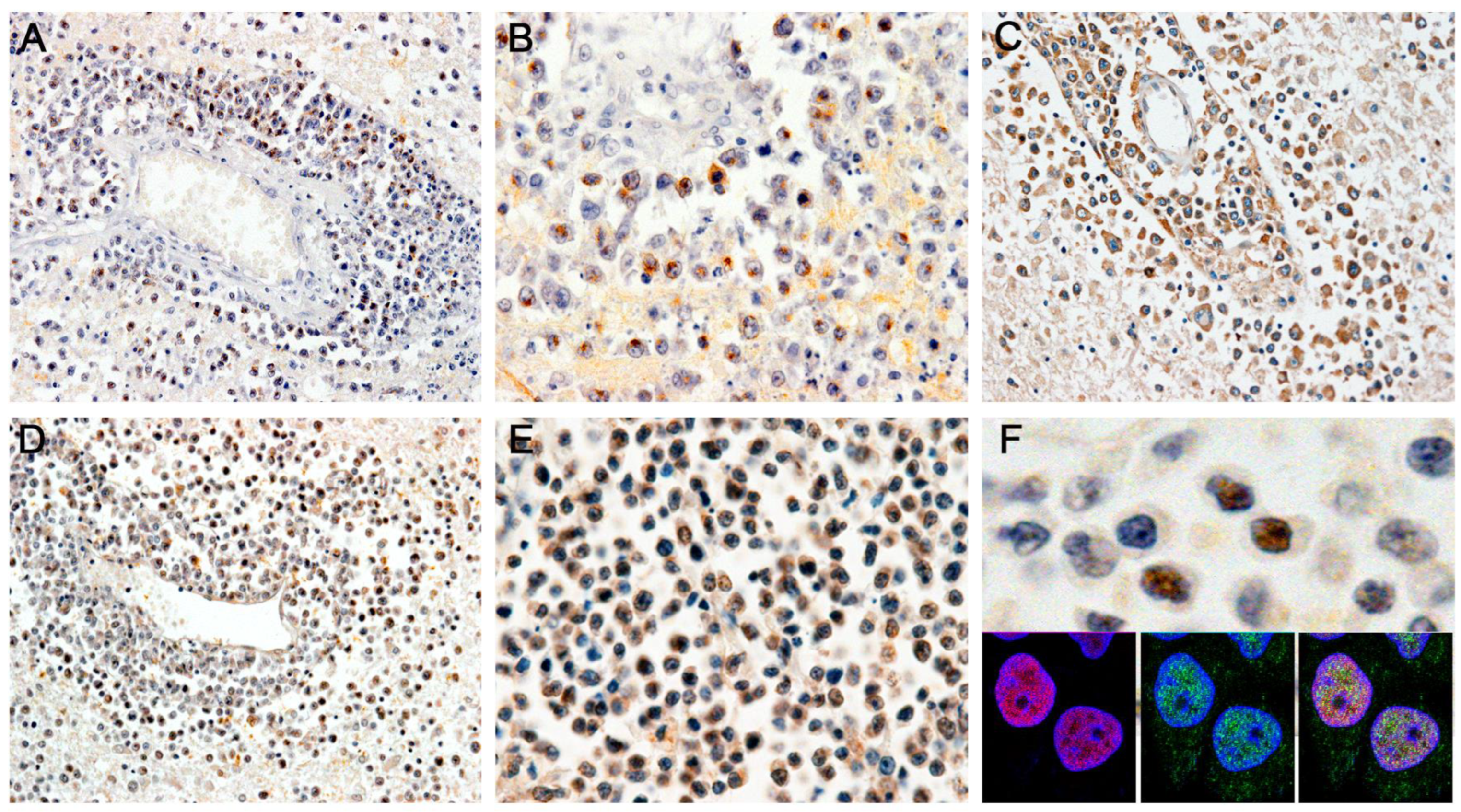 Viruses 15 00755 g003