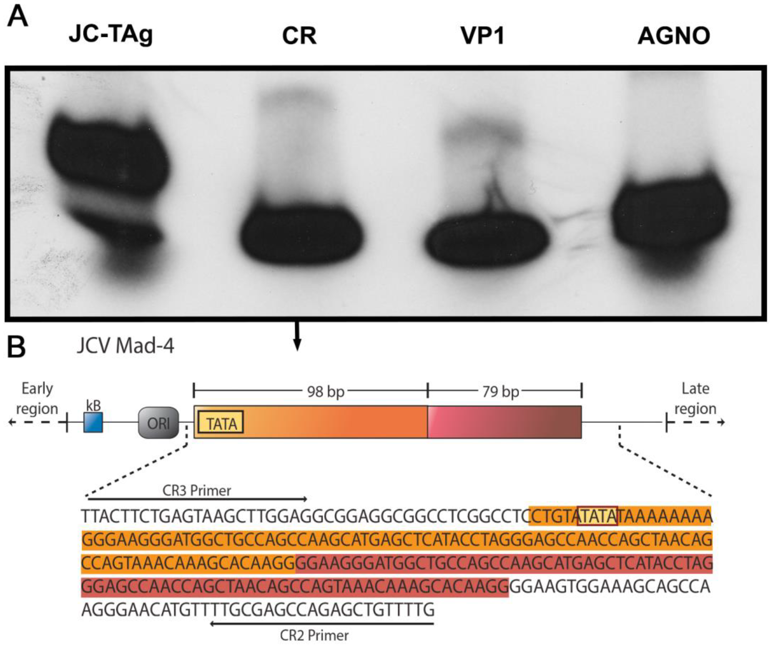 Viruses 15 00755 g004