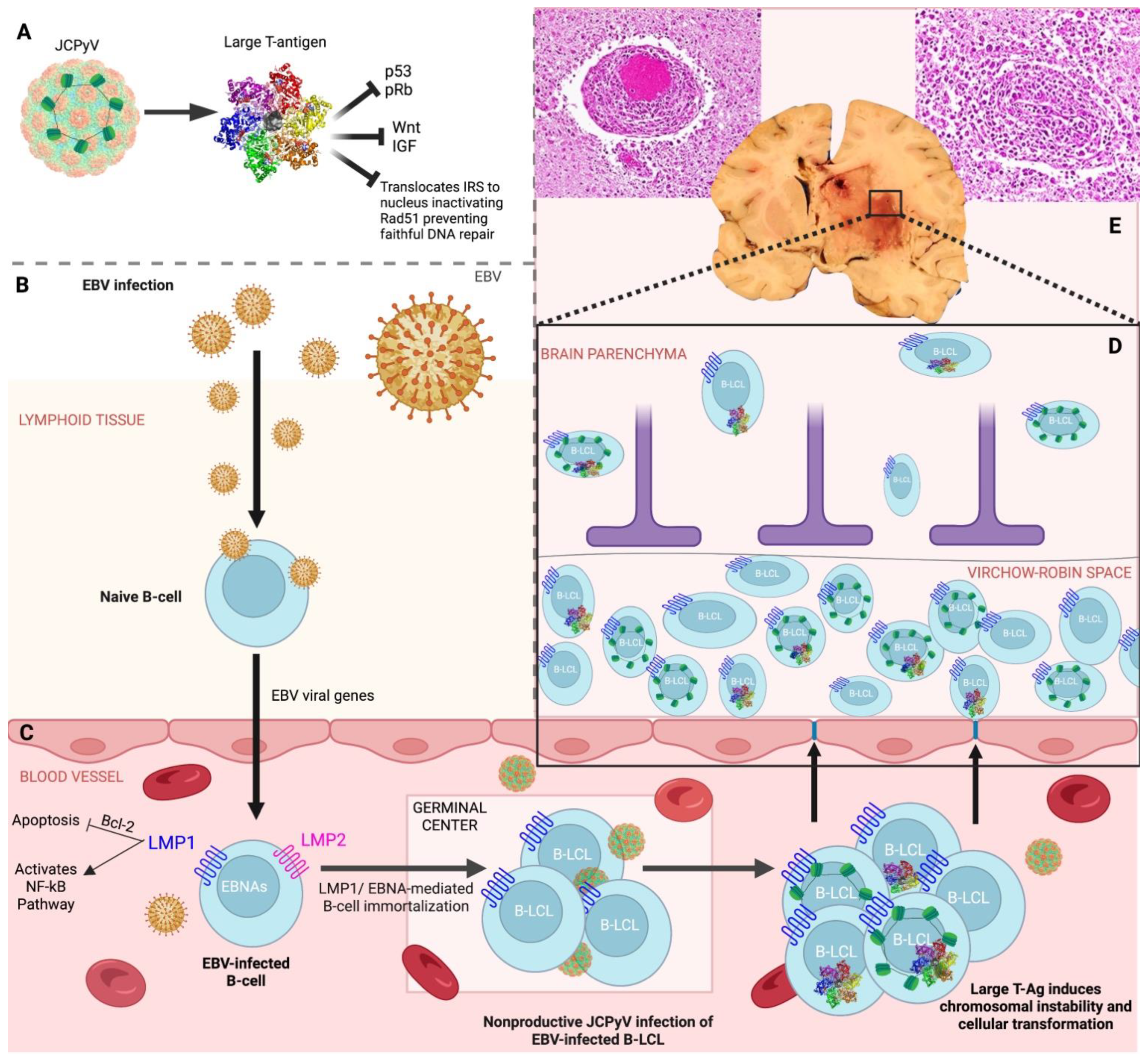 Viruses 15 00755 g005