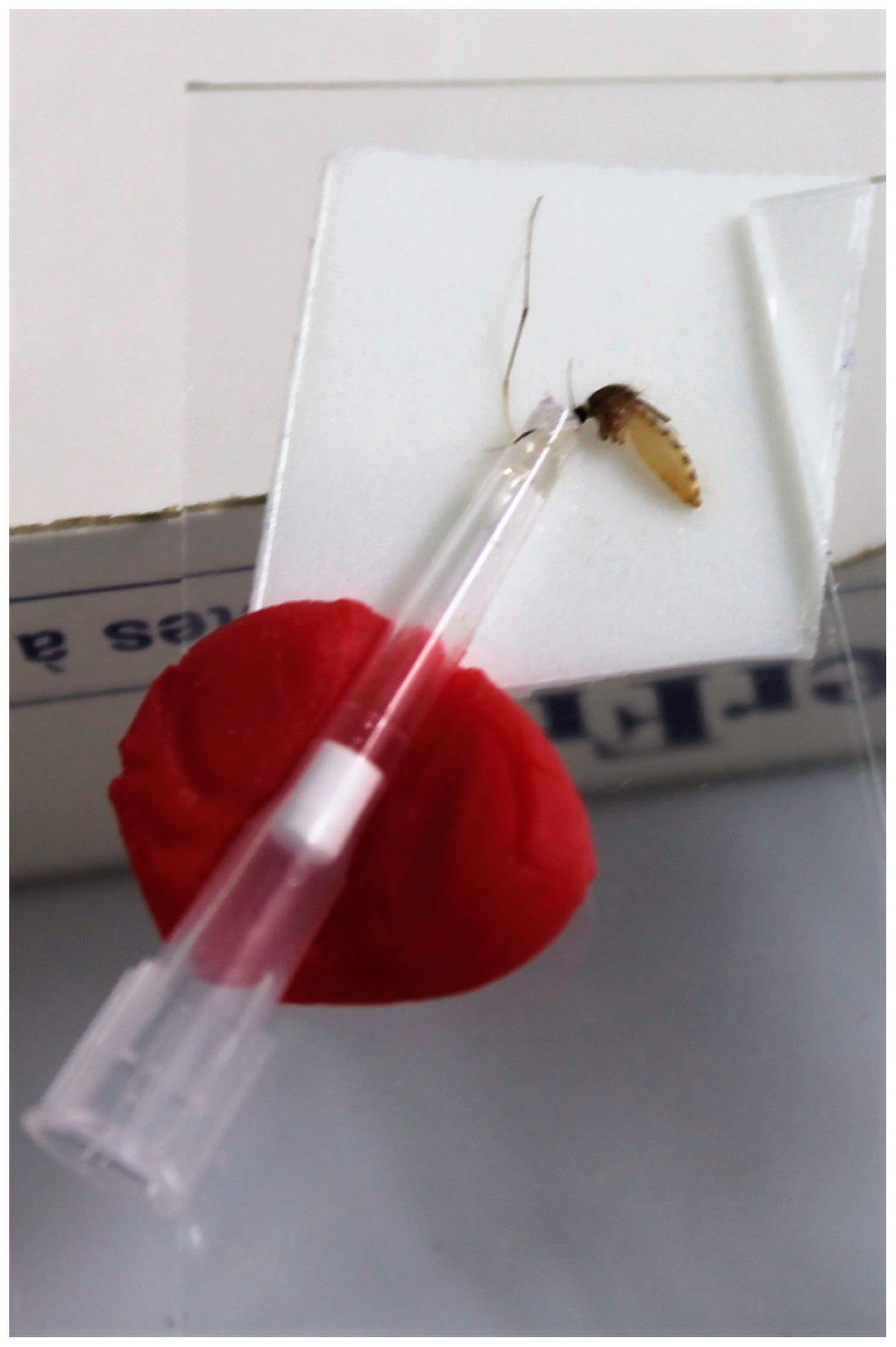 Viruses 15 00764 g001