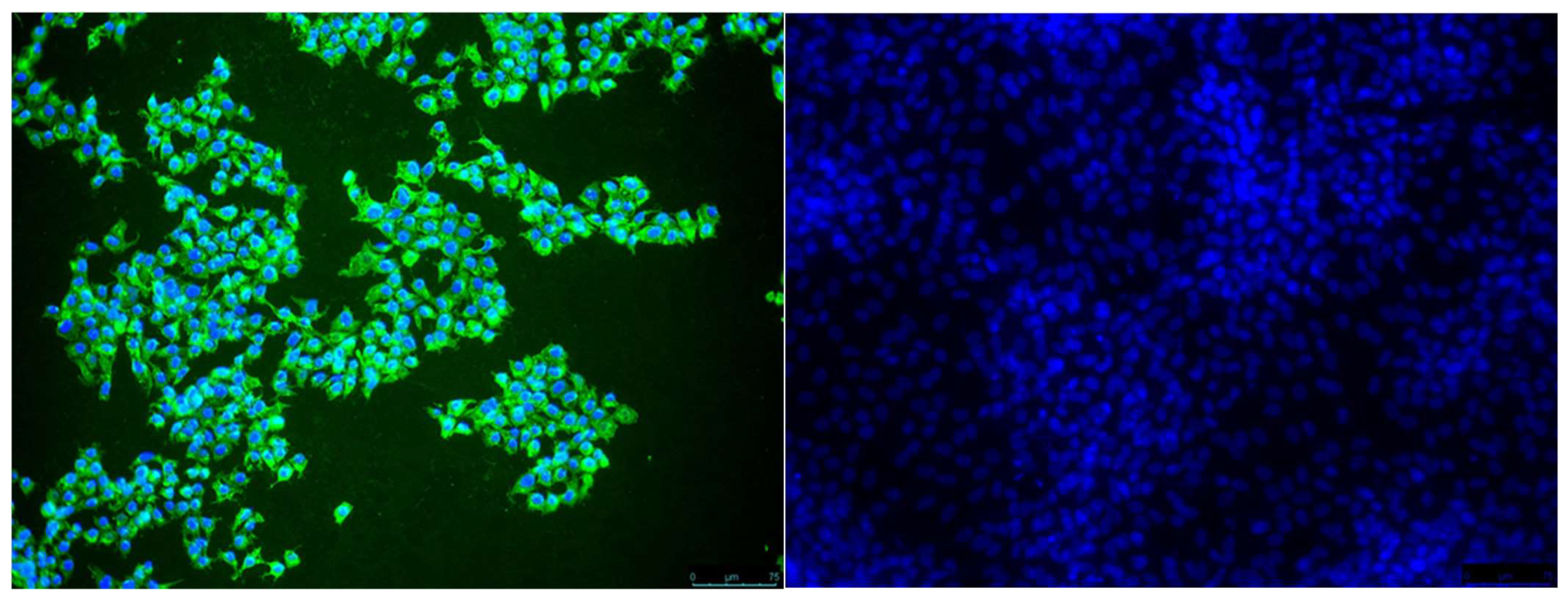 Viruses 15 00764 g003