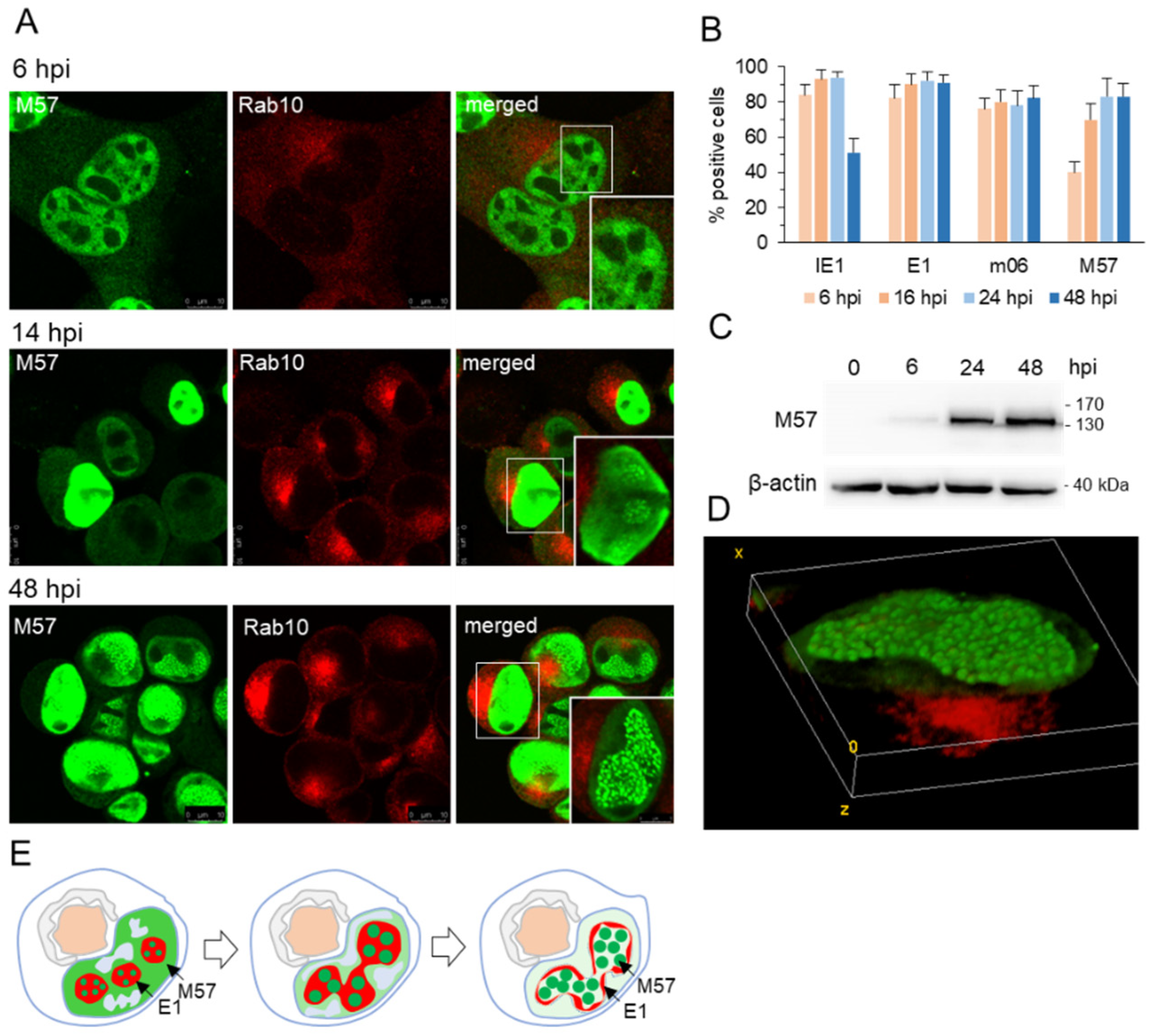 Viruses 15 00766 g002 Viruses 15 00766 g002