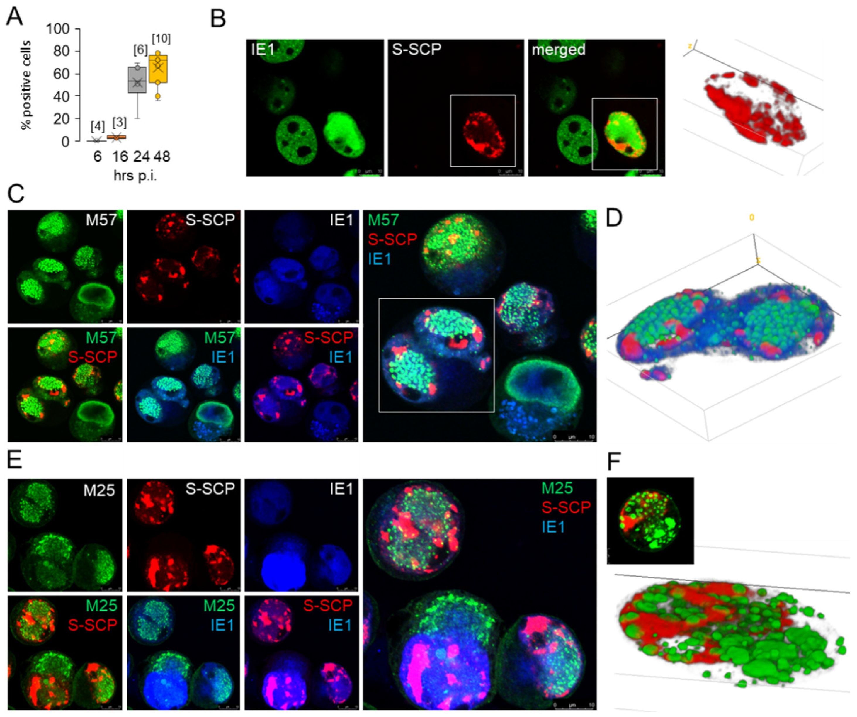 Viruses 15 00766 g004 Viruses 15 00766 g004