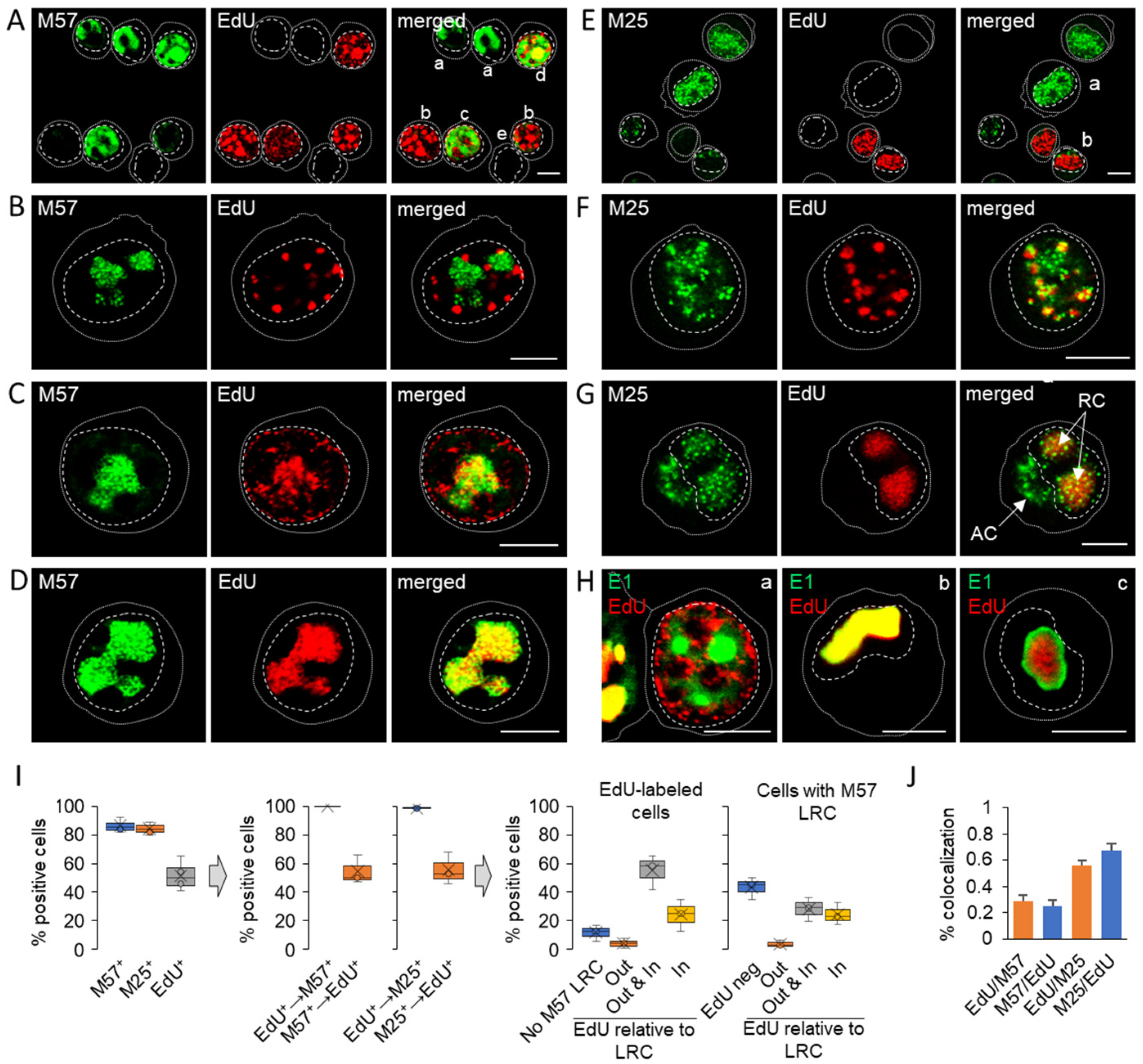 Viruses 15 00766 g006 Viruses 15 00766 g006