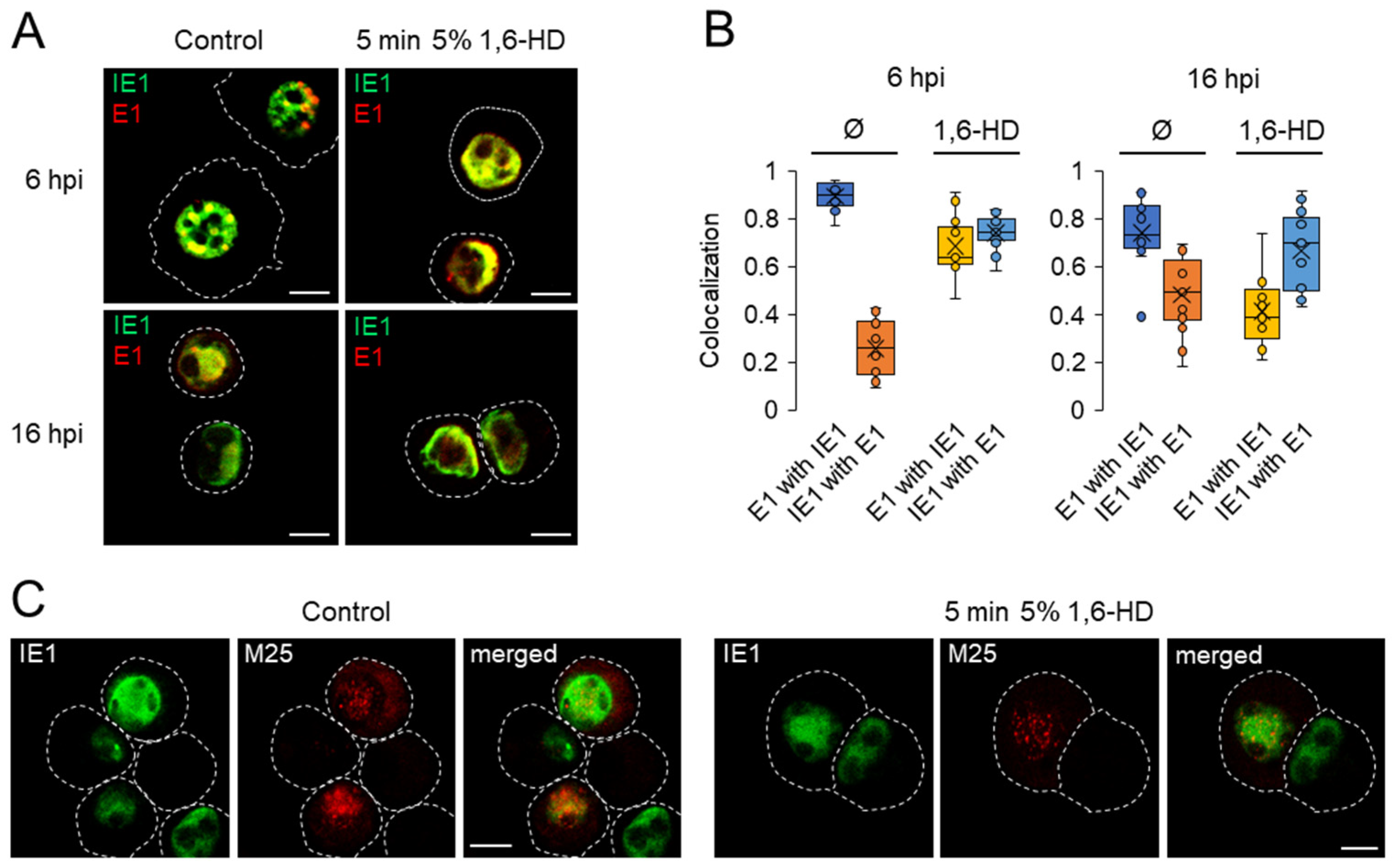 Viruses 15 00766 g008 Viruses 15 00766 g008