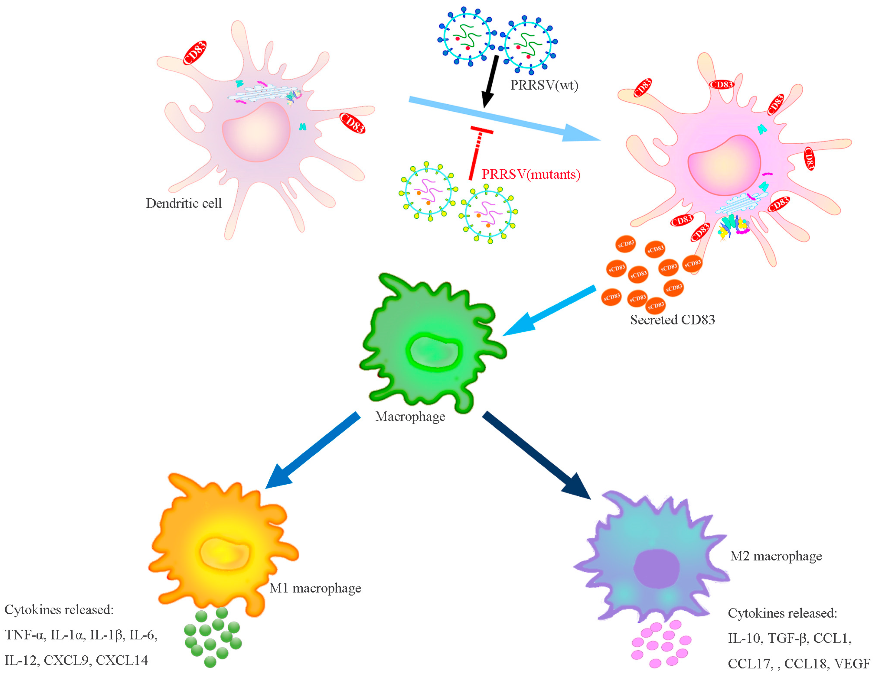 Viruses 15 00773 g008