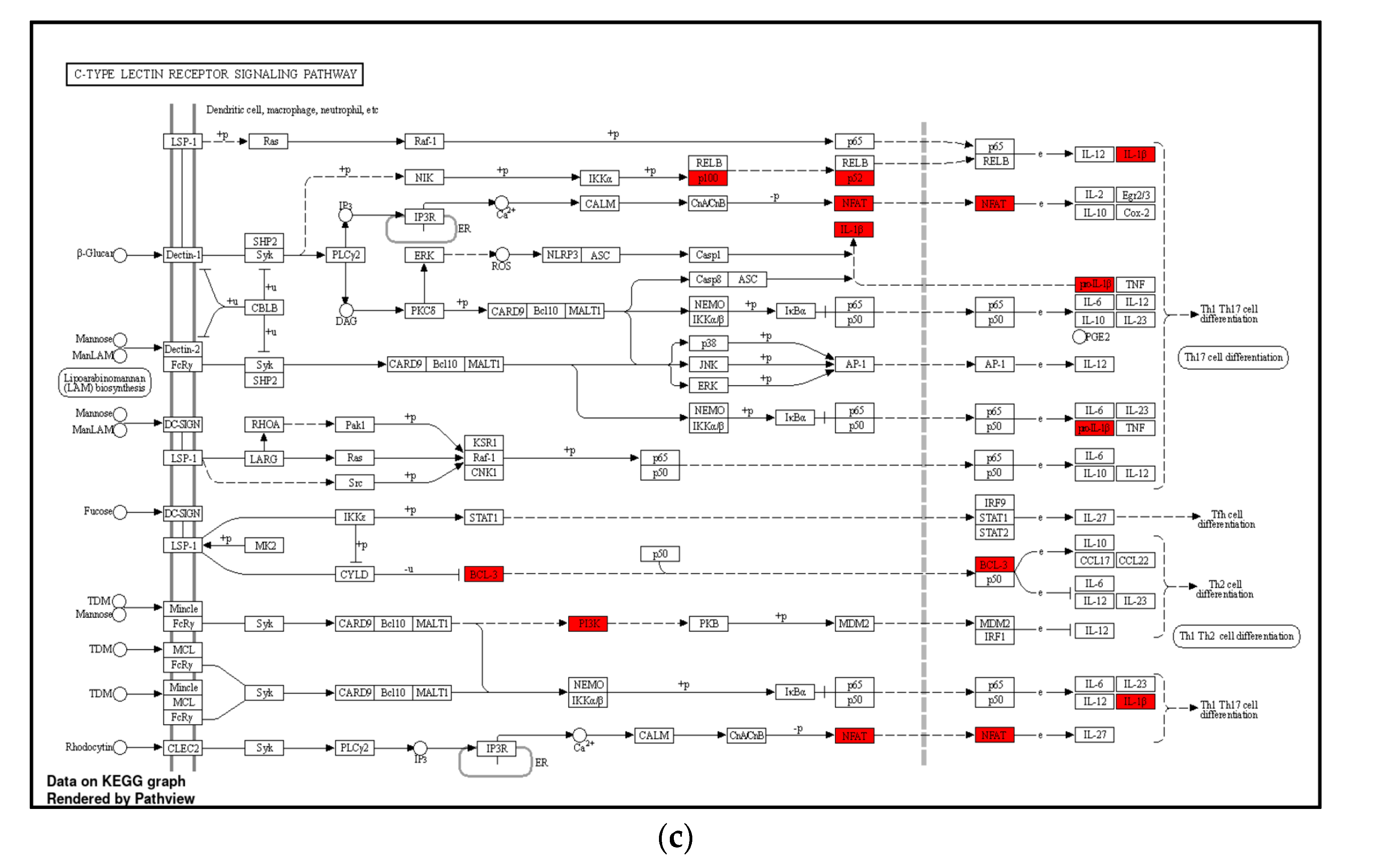 Viruses 15 00775 g004b Viruses 15 00775 g004b