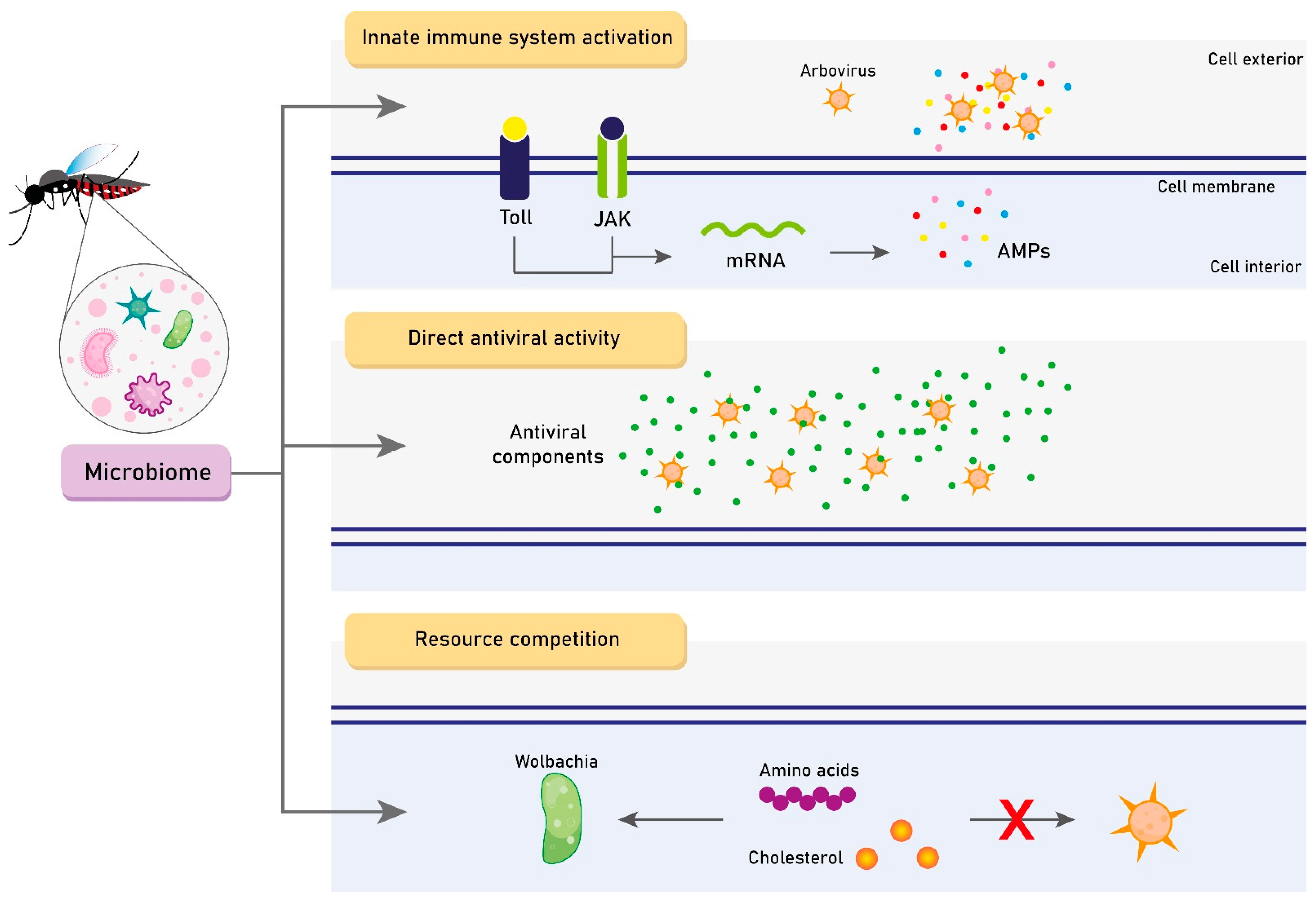 Viruses 15 00779 g002