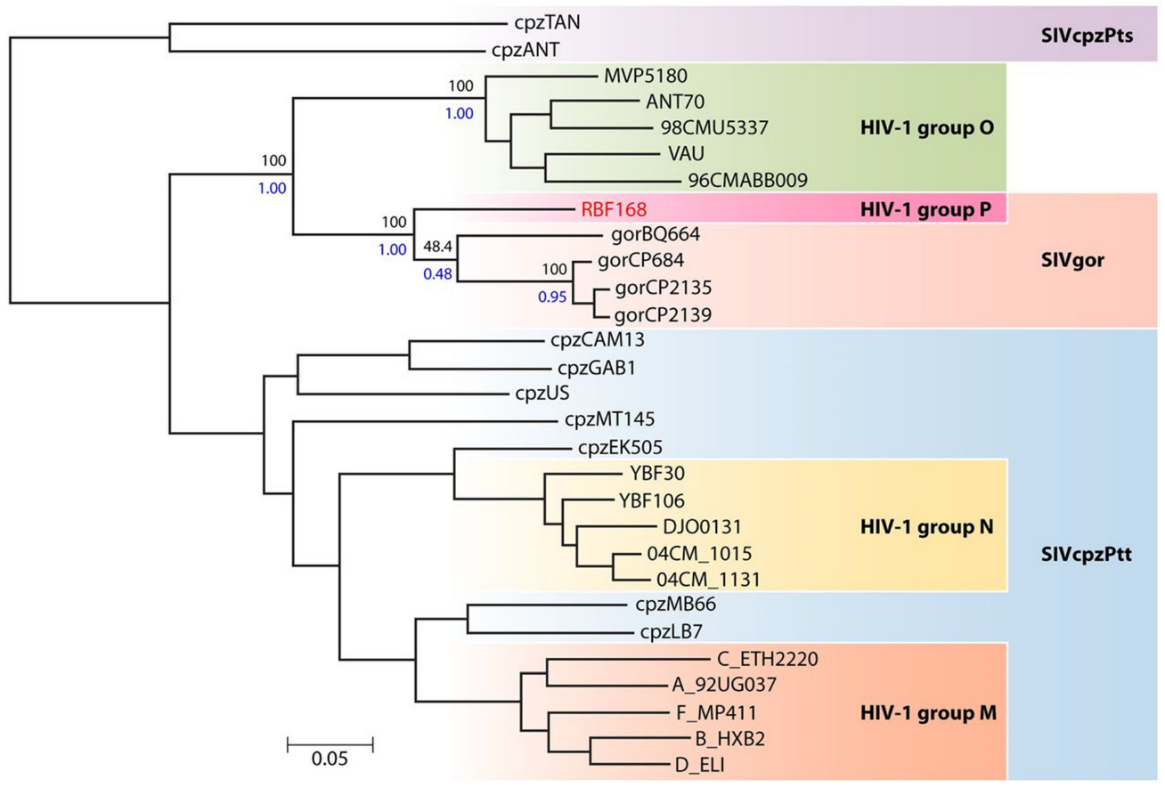 Phylogenetic Approach Reveals That Virus Genotype Largely Determines HIV  Set-Point Viral Load