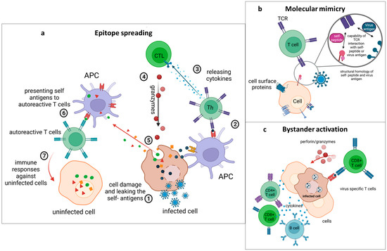 The Role of Viral Infections in the Onset of Autoimmune Diseases The Role of Viral Infections in the Onset of Autoimmune Diseases