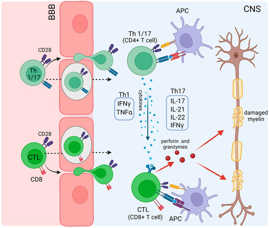 The Role of Viral Infections in the Onset of Autoimmune Diseases