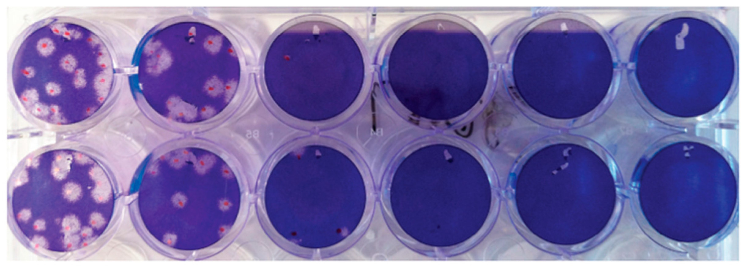 Viruses 15 00793 g001