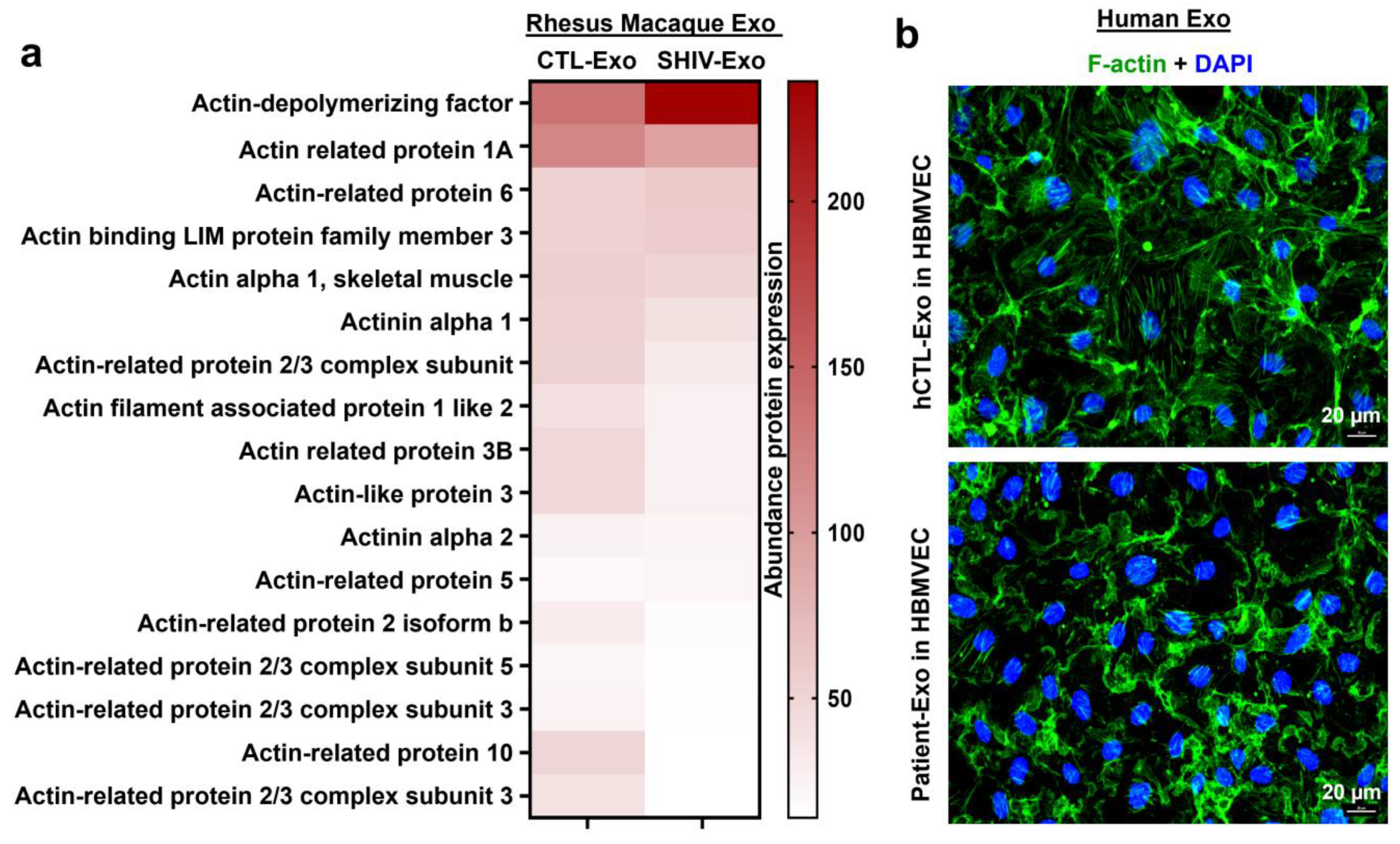 Viruses 15 00794 g010