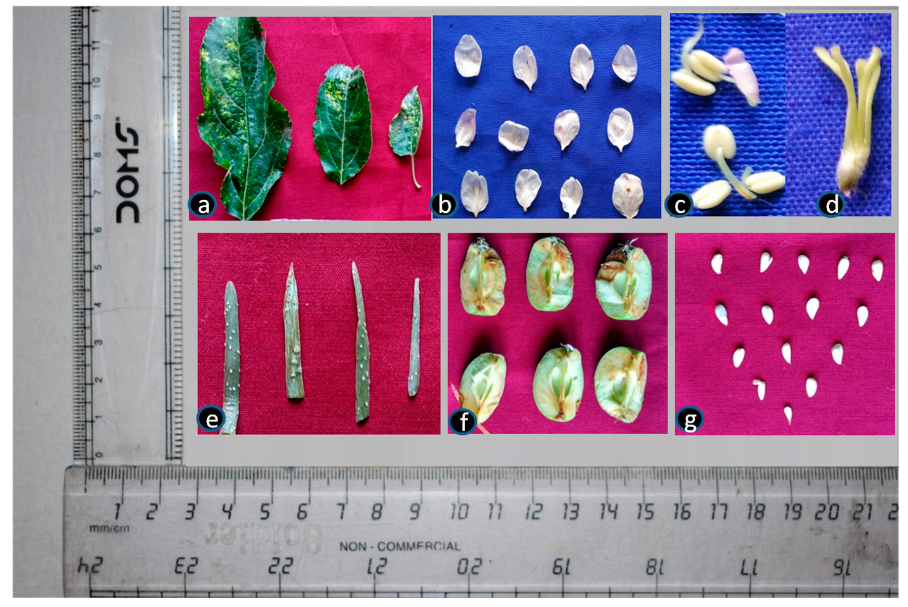 Viruses 15 00795 g001 Viruses 15 00795 g001