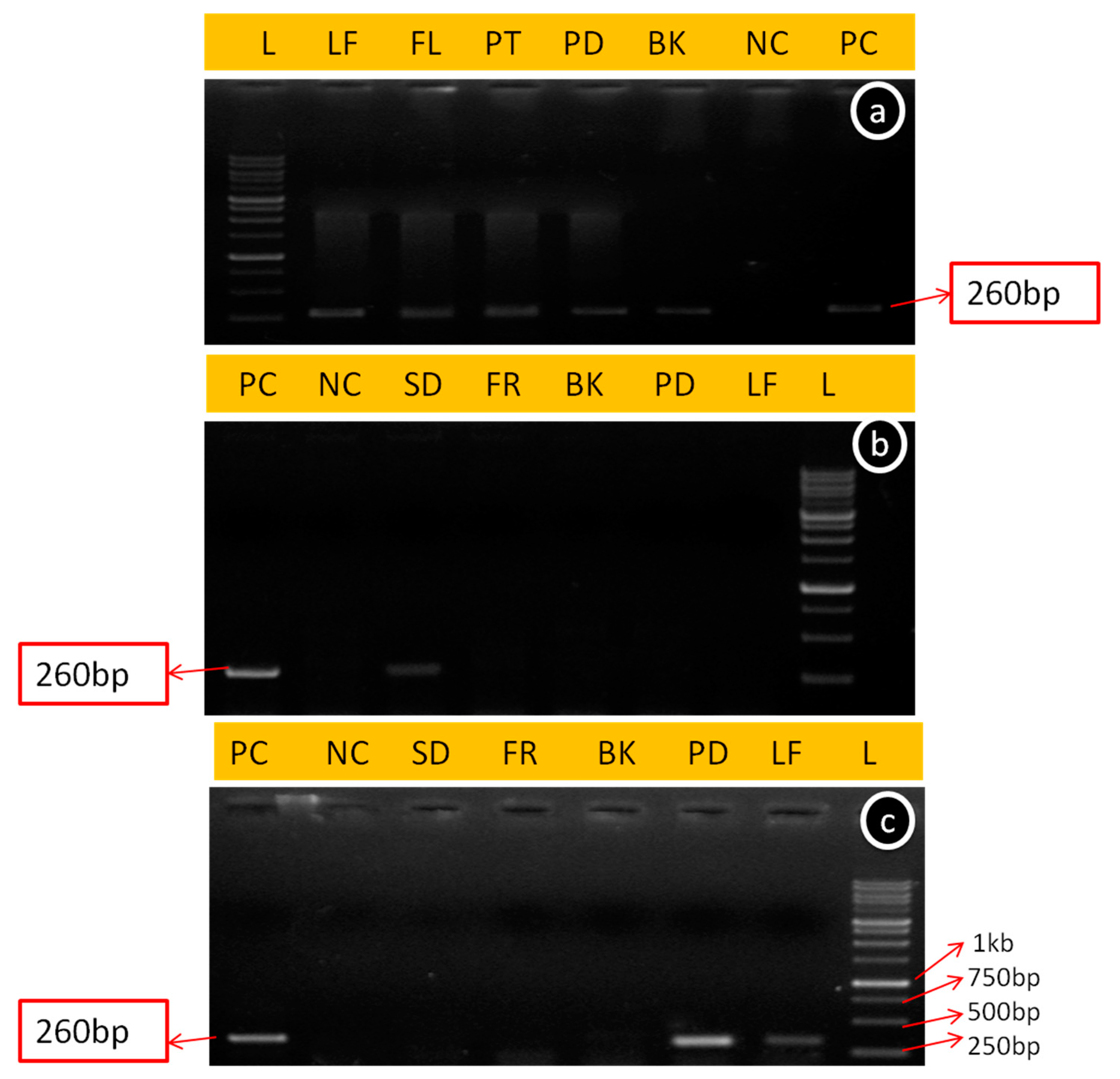 Viruses 15 00795 g003 Viruses 15 00795 g003