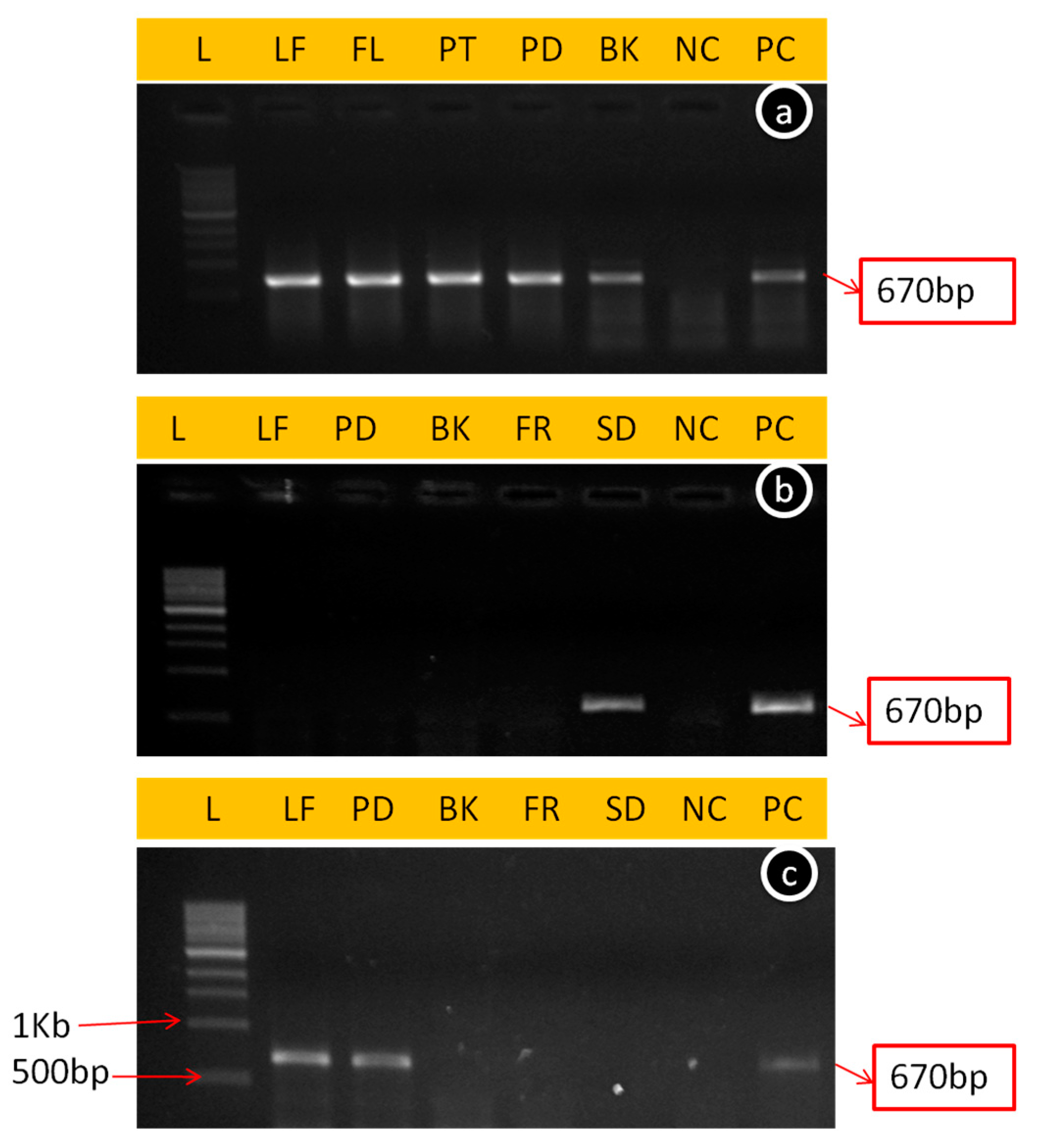 Viruses 15 00795 g004 Viruses 15 00795 g004
