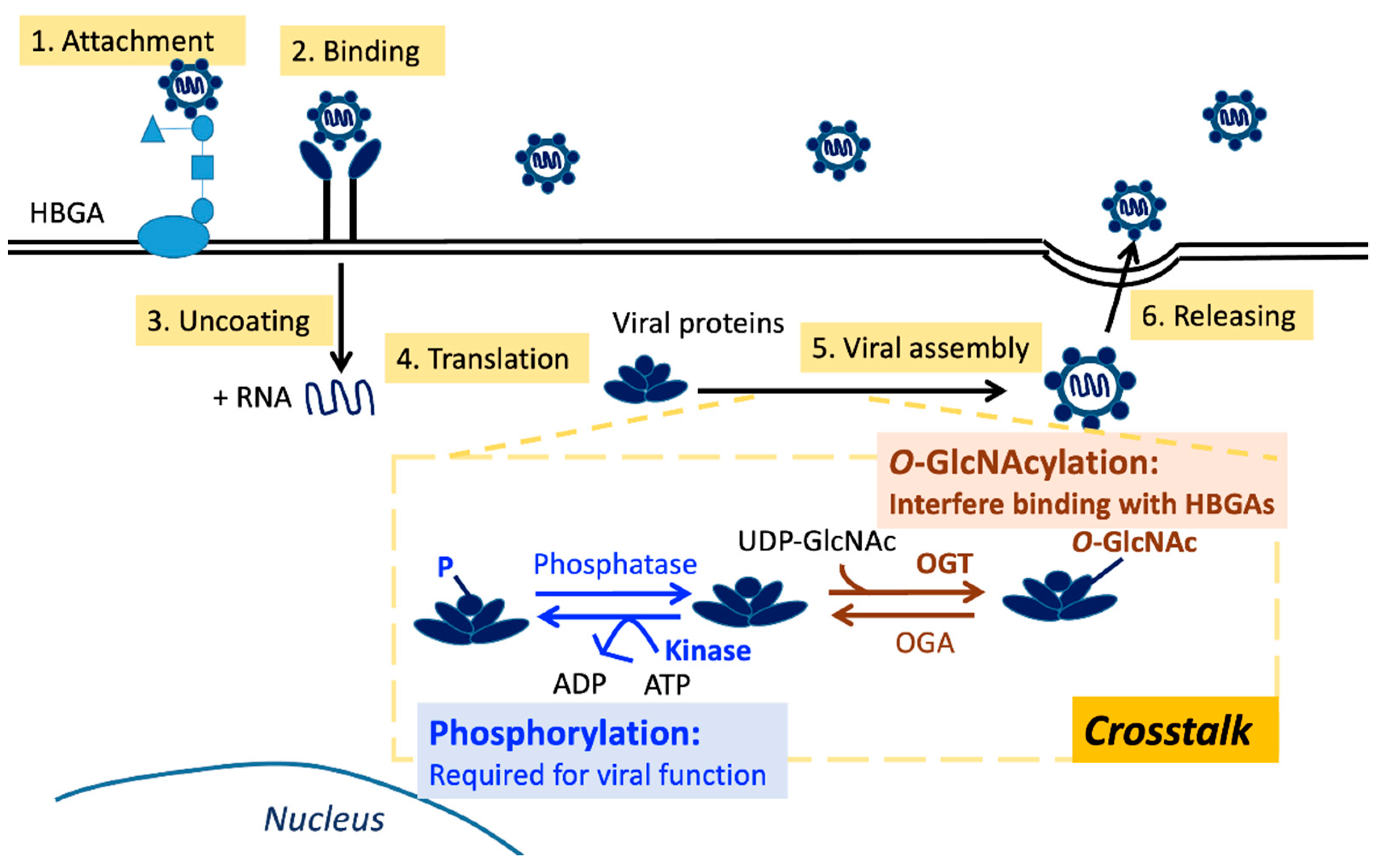 Viruses 15 00798 g002 Viruses 15 00798 g002