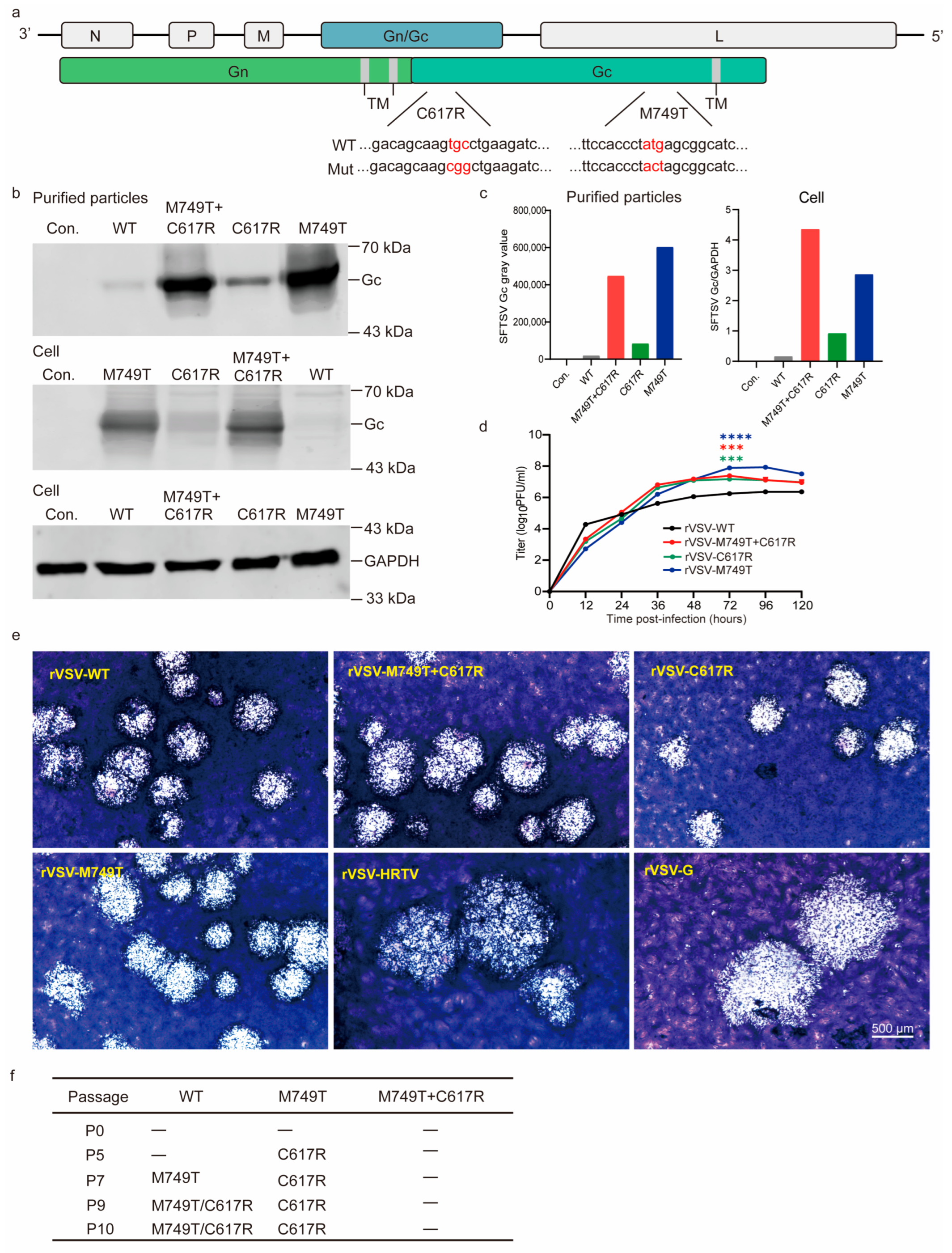 Viruses 15 00800 g001 Viruses 15 00800 g001