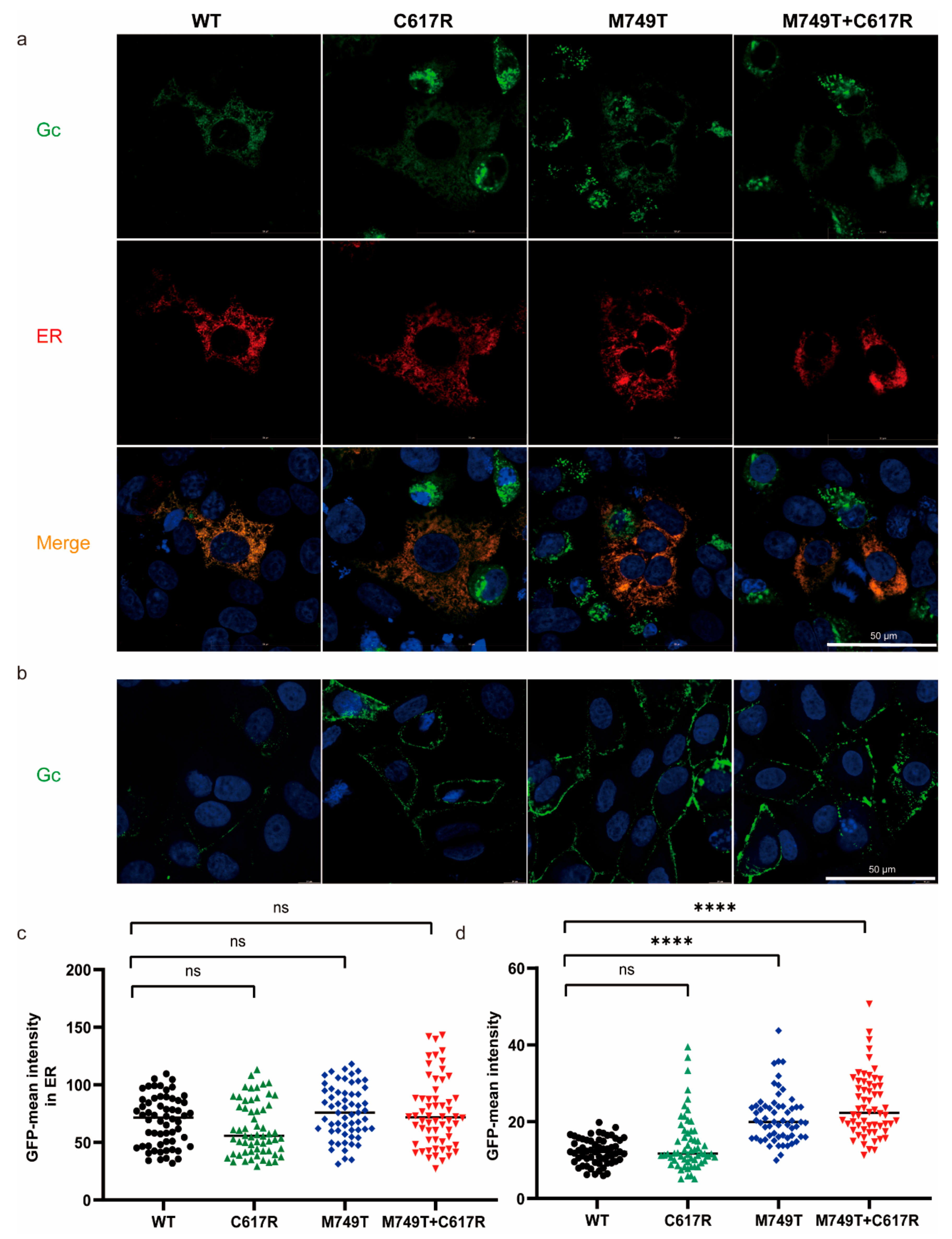 Viruses 15 00800 g002 Viruses 15 00800 g002