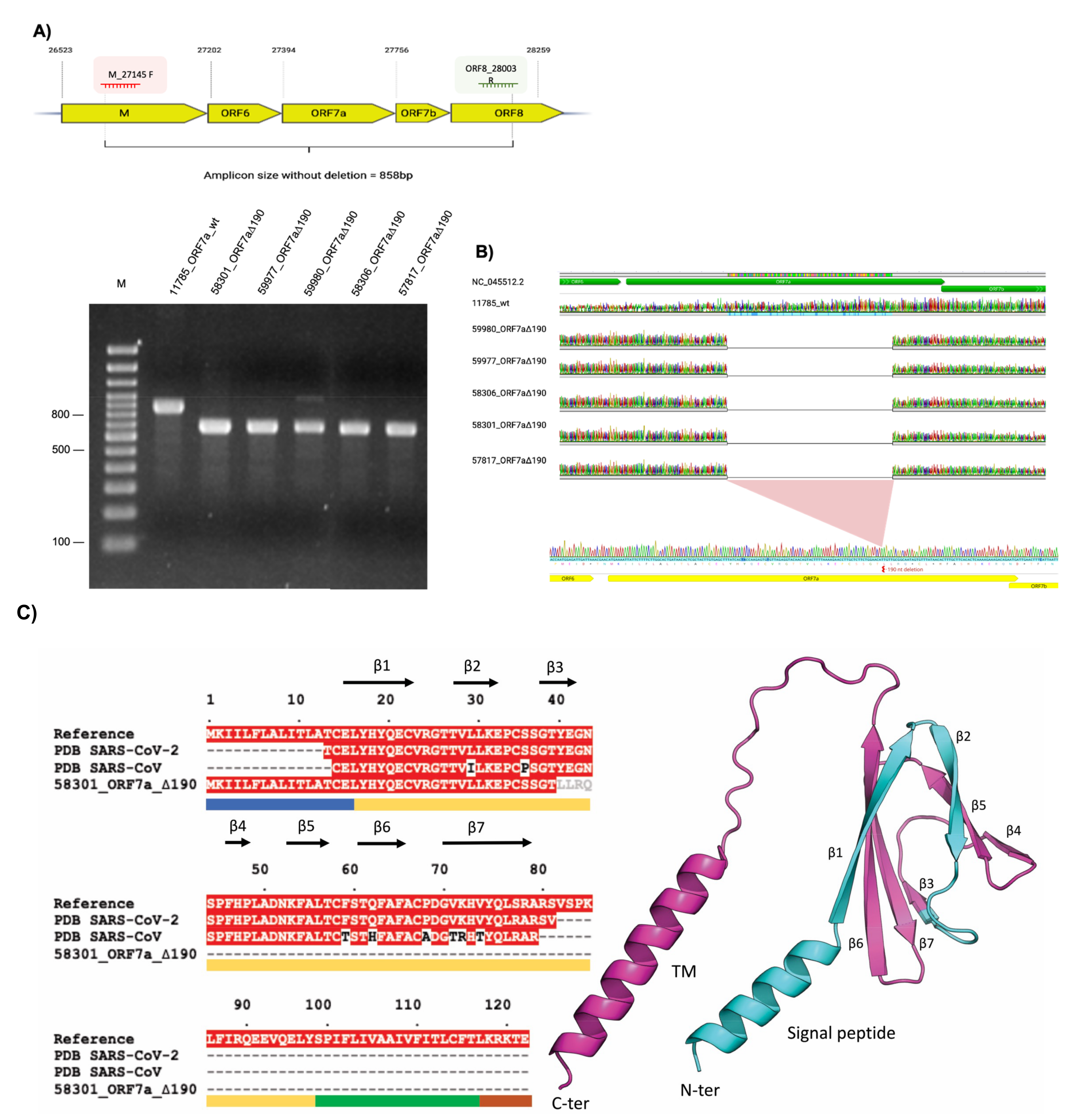 Viruses 15 00801 g001a
