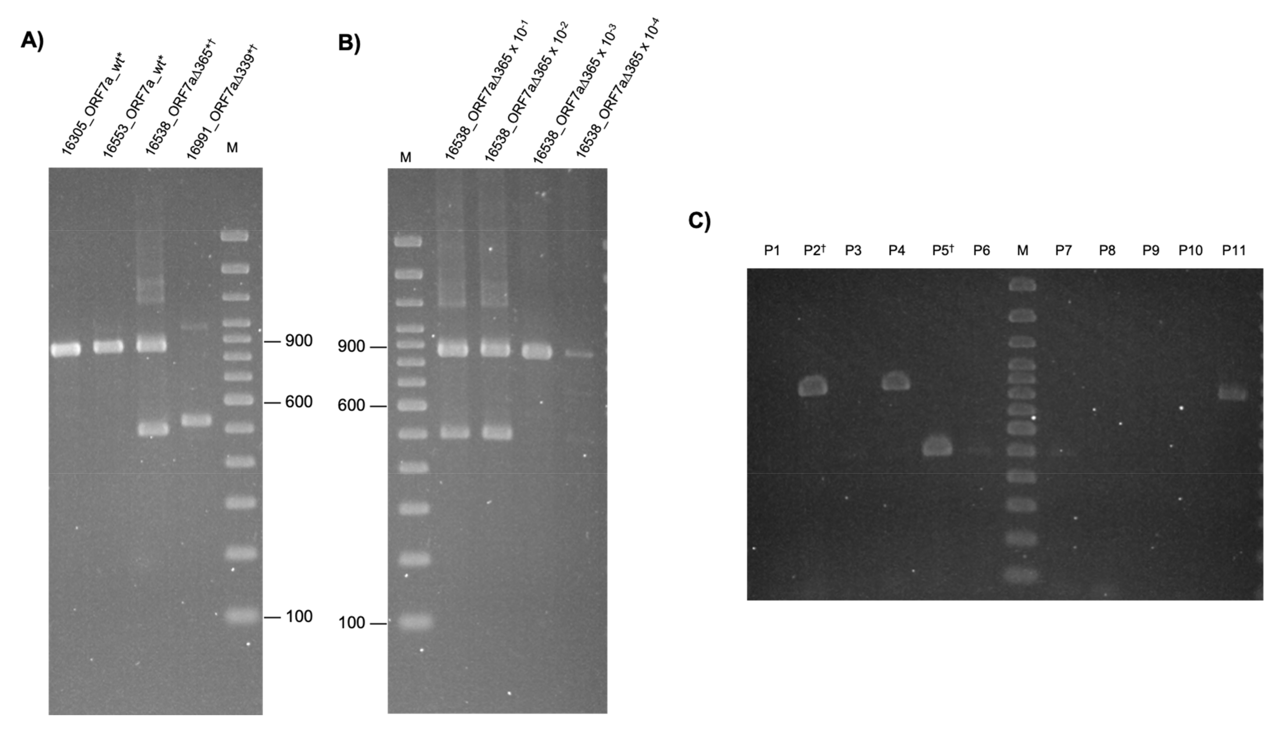 Viruses 15 00801 g002a