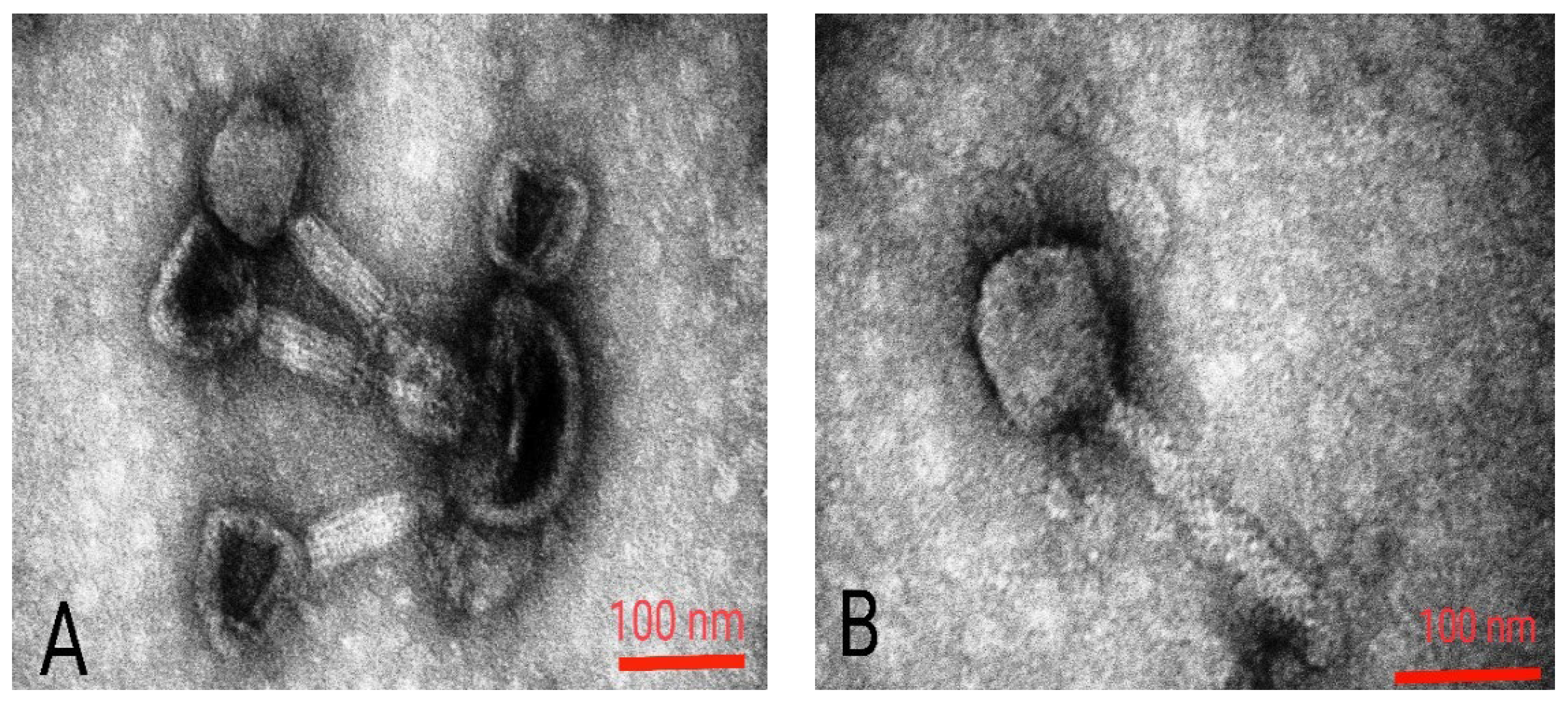 Viruses 15 00803 g002 Viruses 15 00803 g002