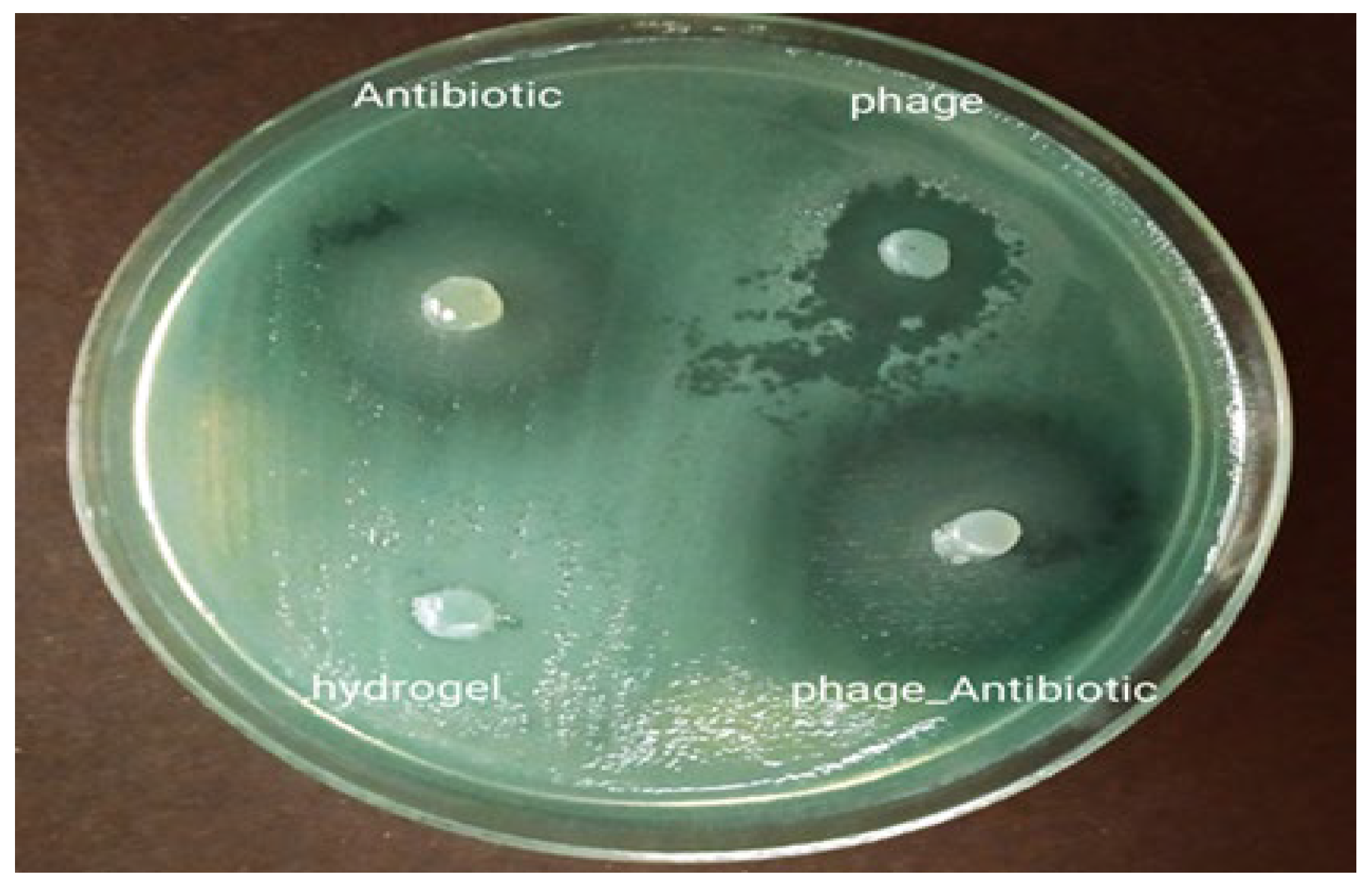 Viruses 15 00803 g009 Viruses 15 00803 g009