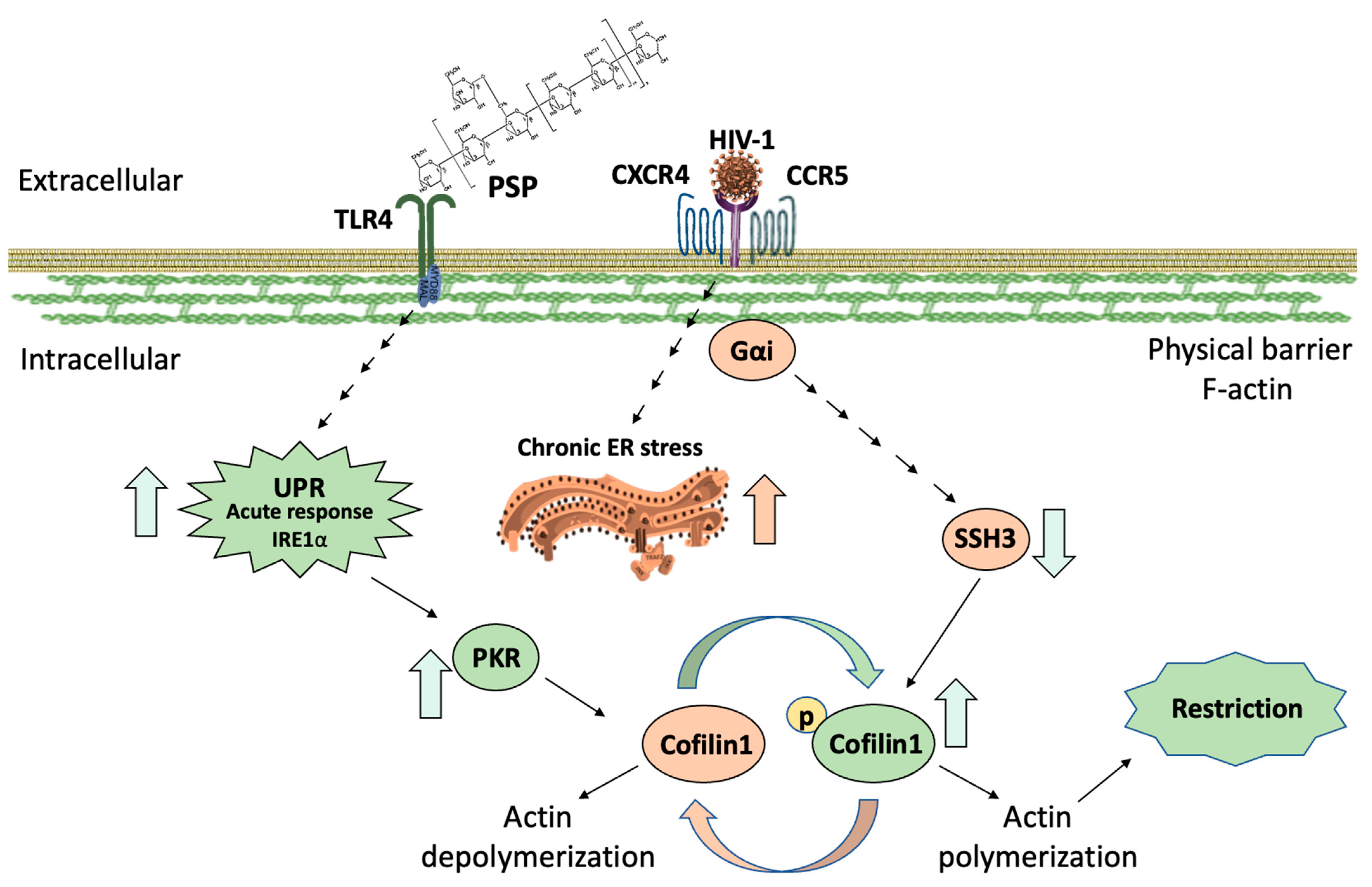 Viruses 15 00804 g008 Viruses 15 00804 g008