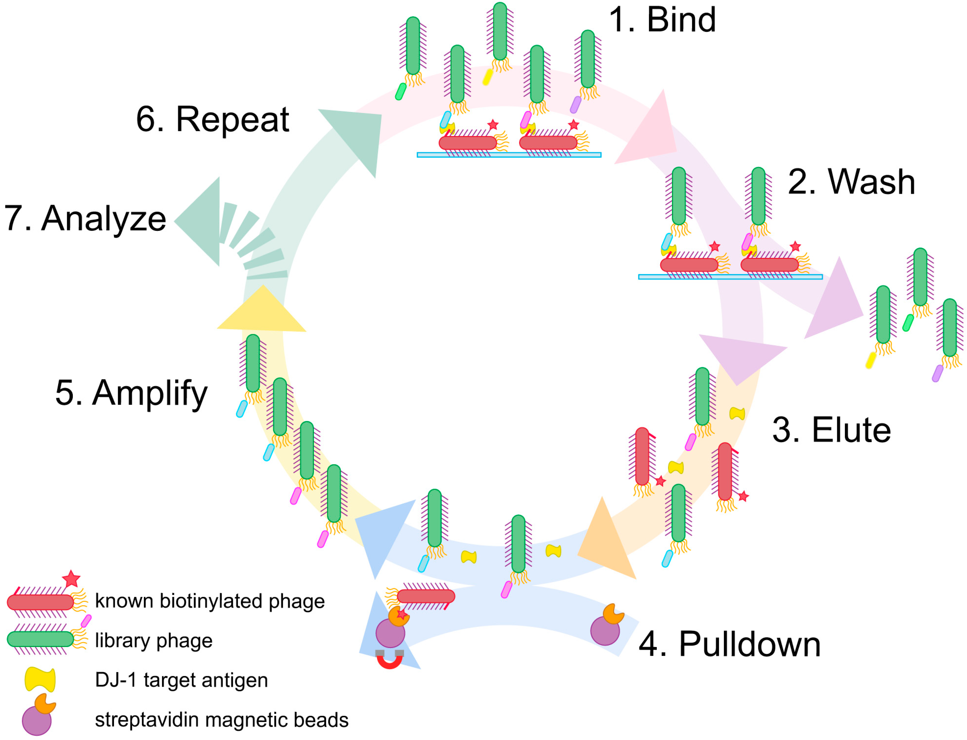 Viruses 15 00807 g001
