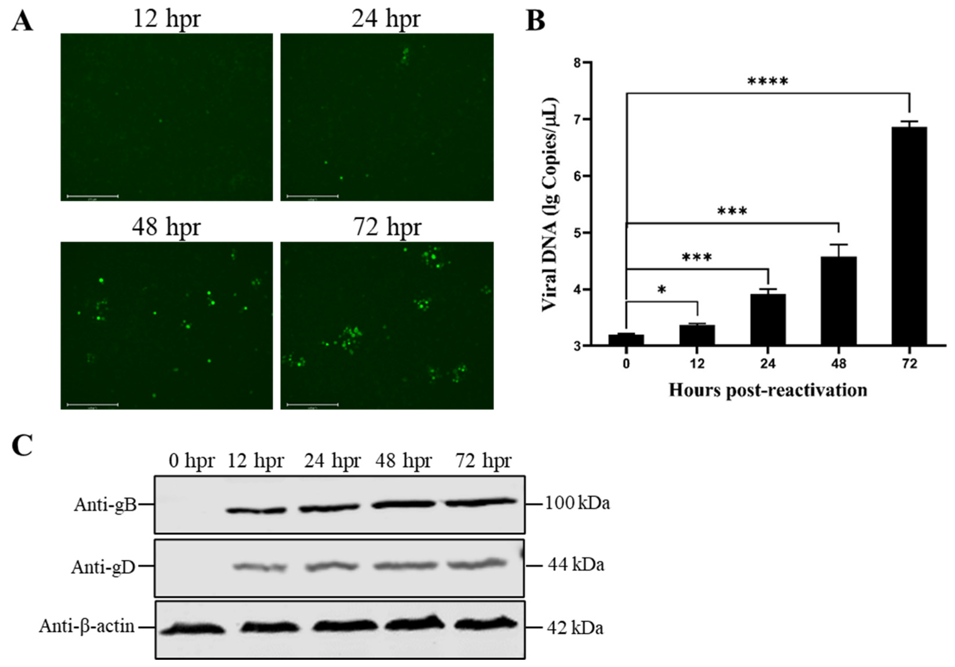 Viruses 15 00808 g004