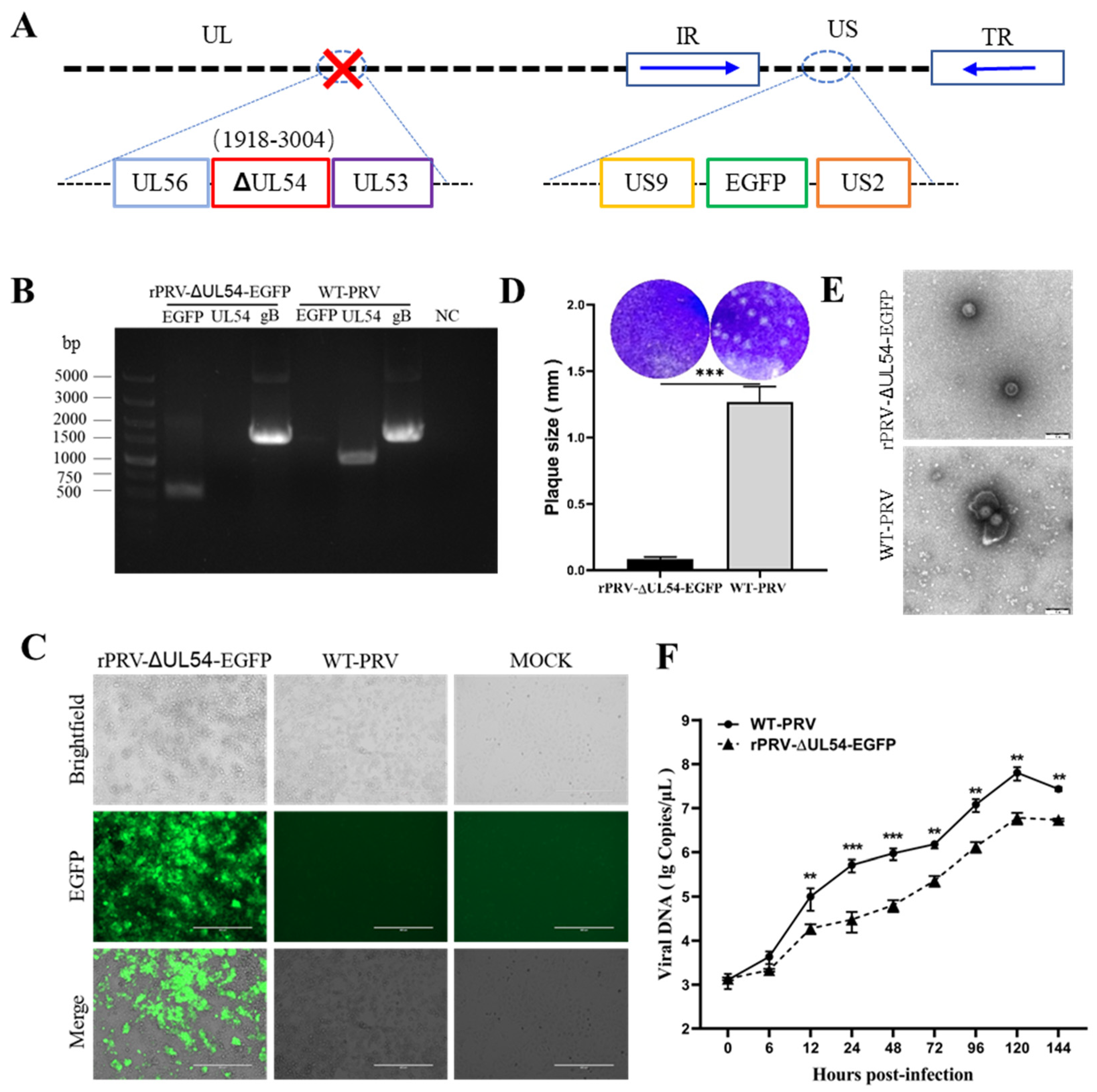 Viruses 15 00808 g005
