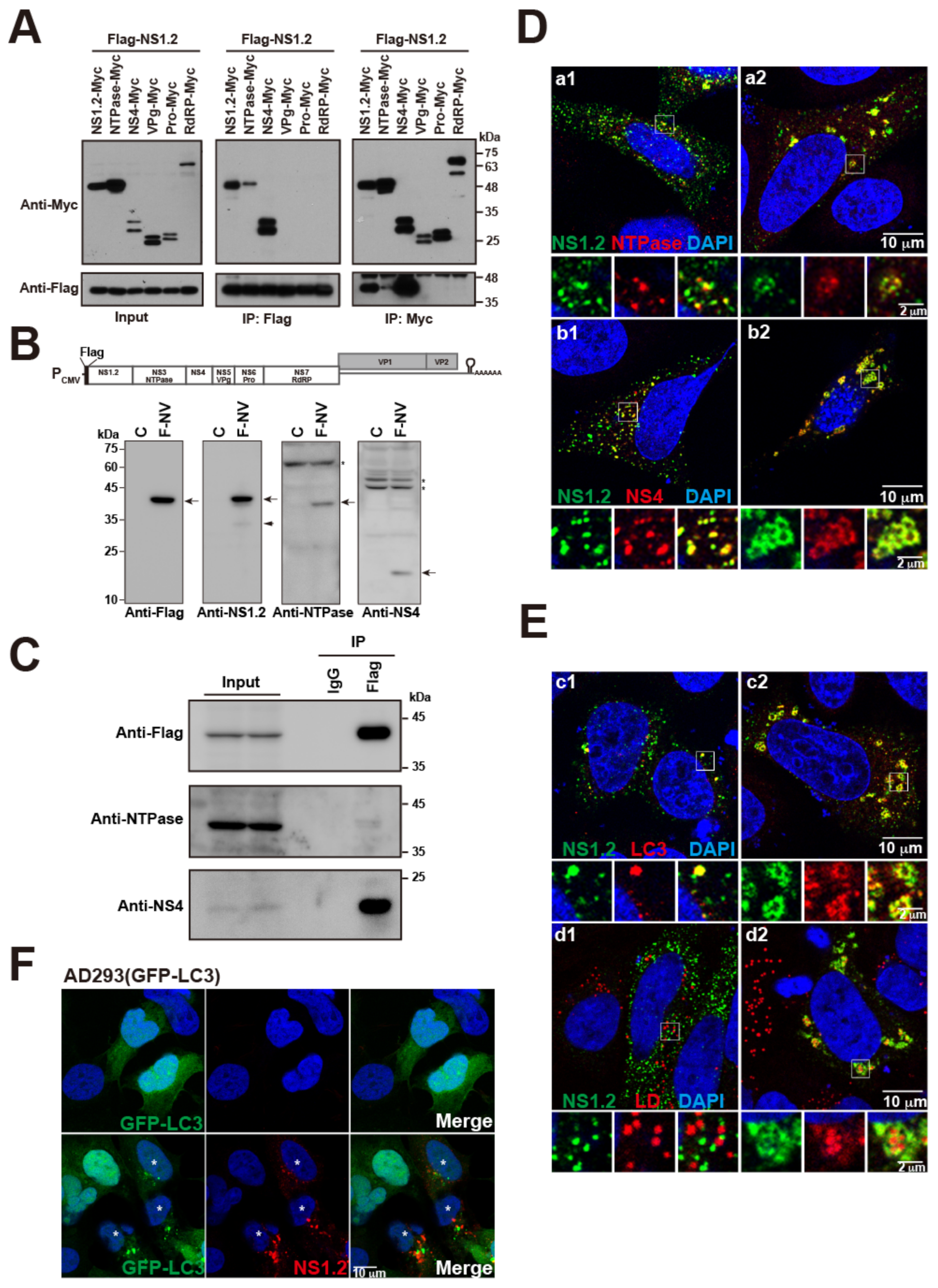 Viruses 15 00812 g005 Viruses 15 00812 g005