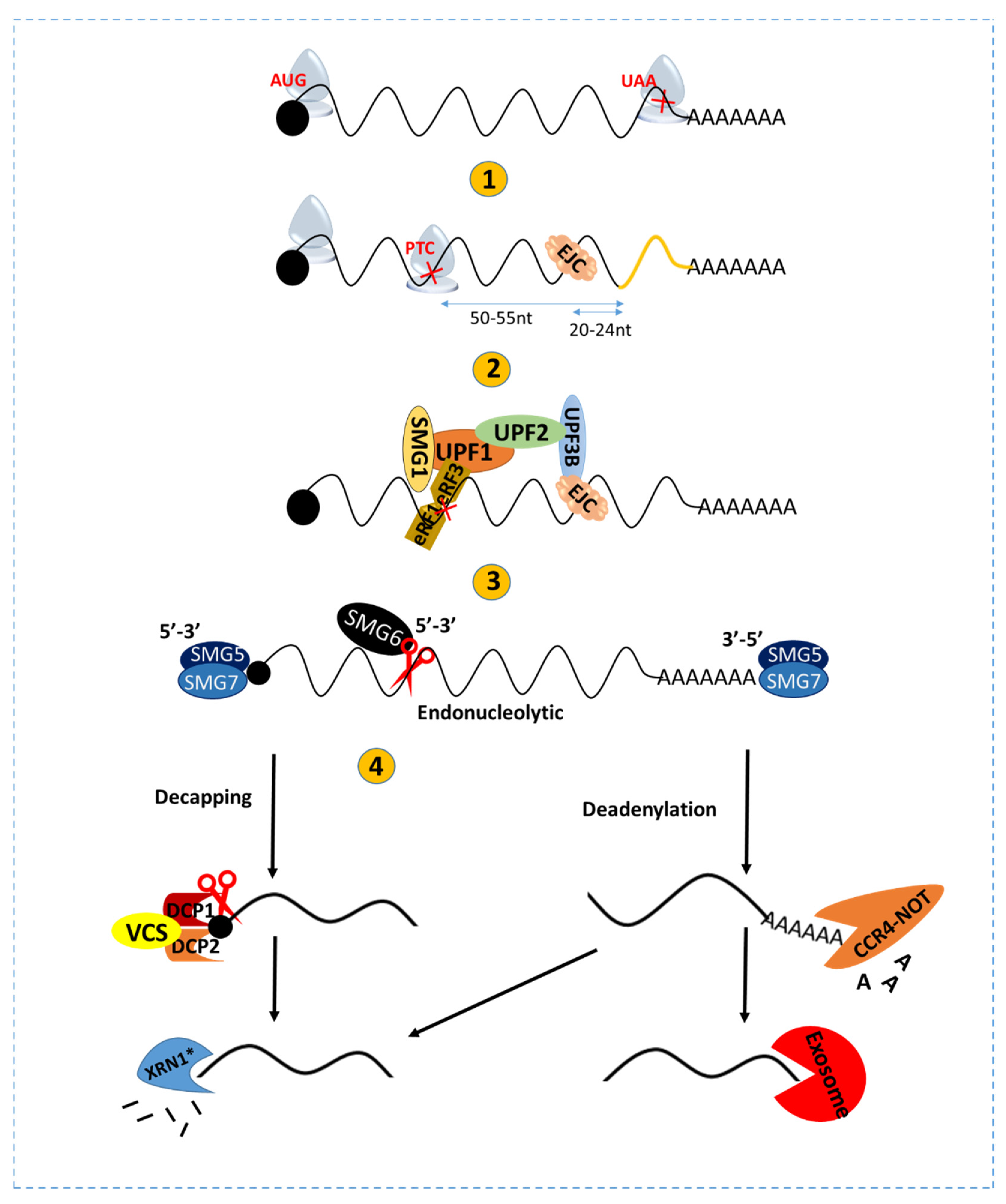 Structural basis of suppression of host translation termination by Moloney  Murine Leukemia Virus