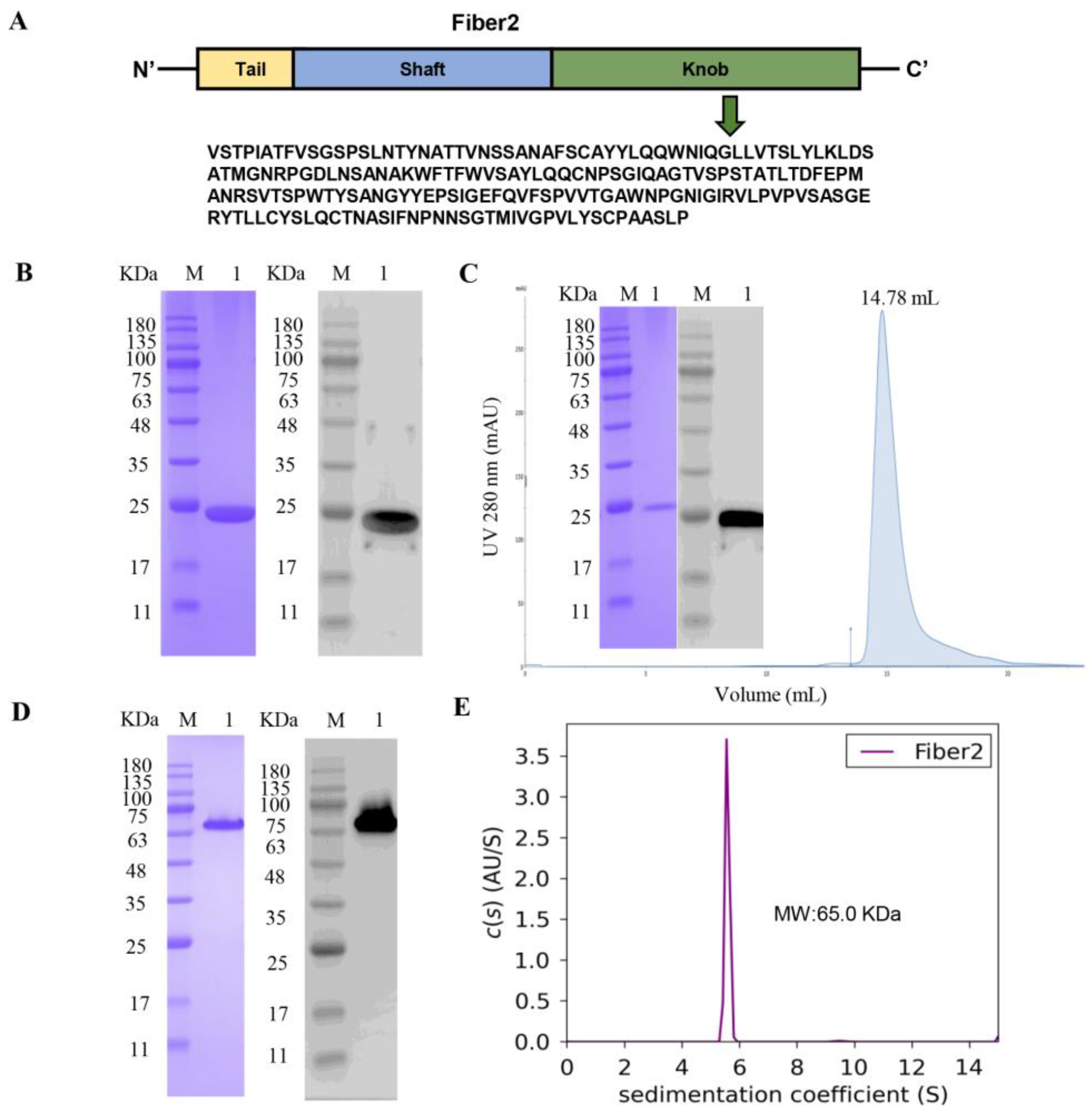 Viruses 15 00821 g001 Viruses 15 00821 g001