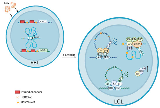 Picture of Epstein–Barr virus nuclear antigen 2