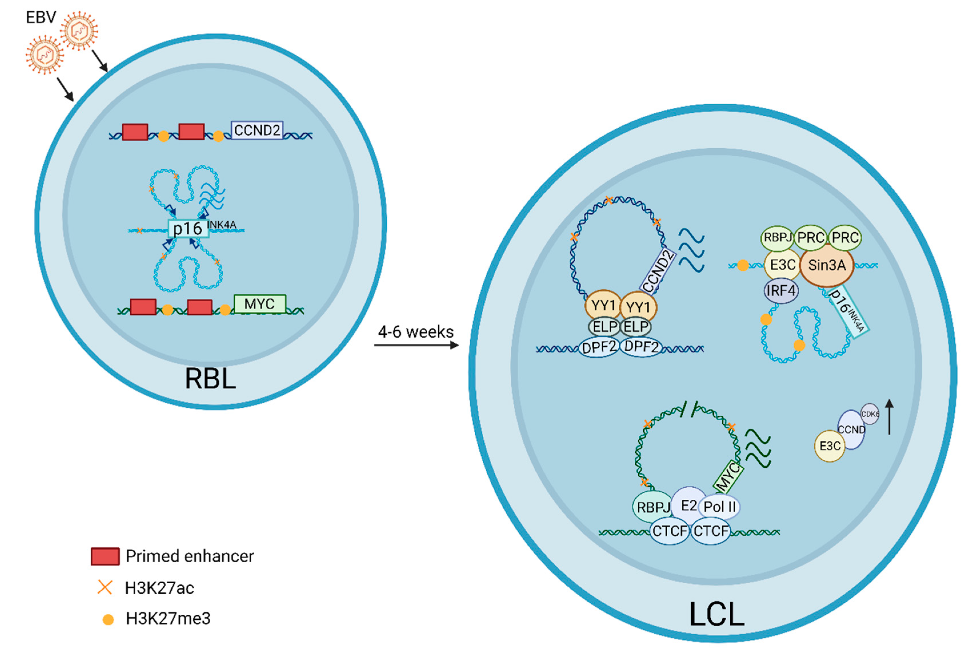 Viruses 15 00832 g001 Viruses 15 00832 g001