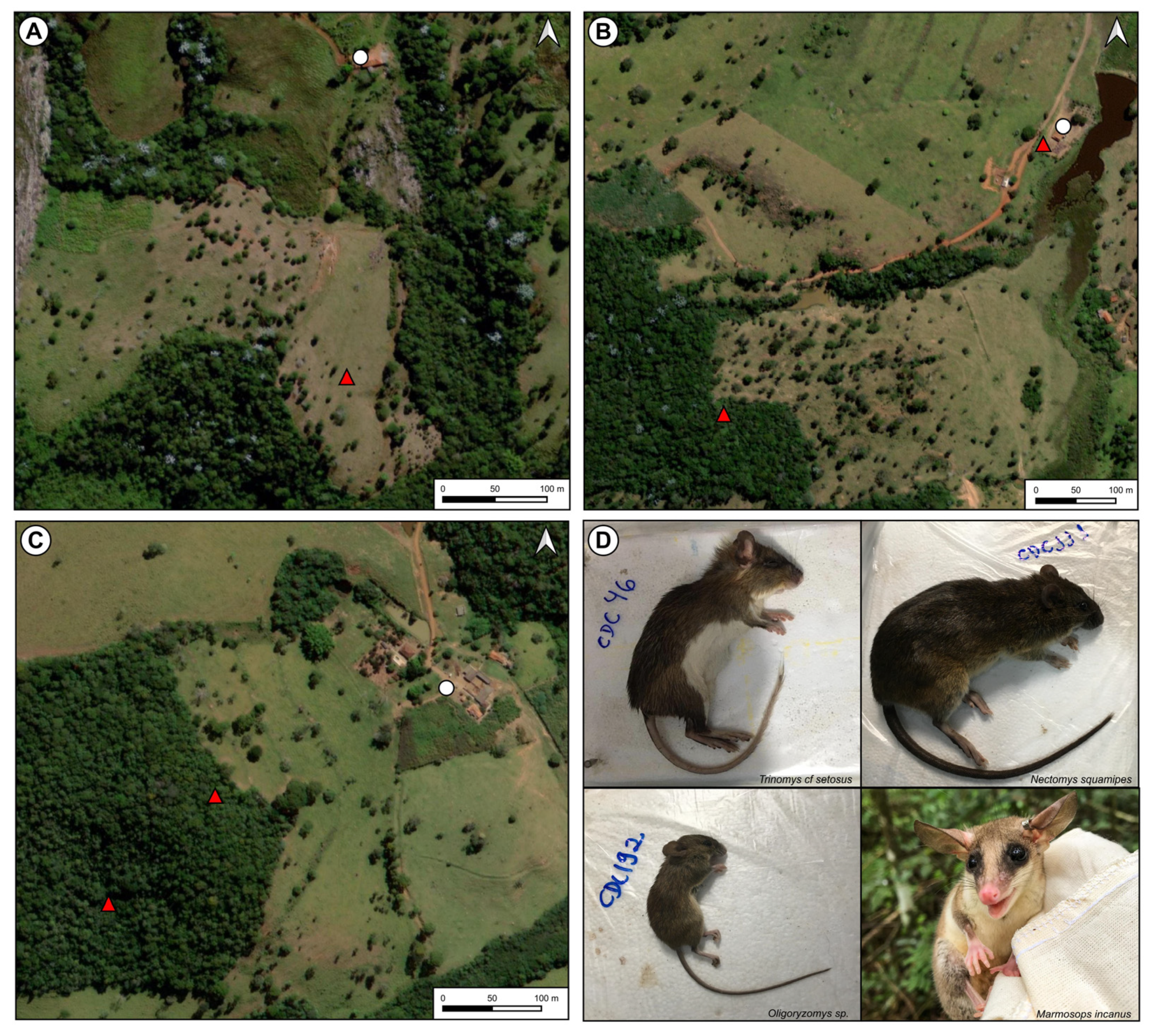 Viruses 15 00842 g002