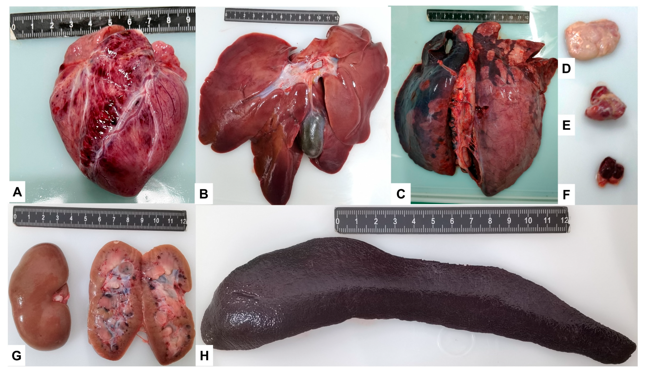 Viruses 15 00858 g004 Viruses 15 00858 g004
