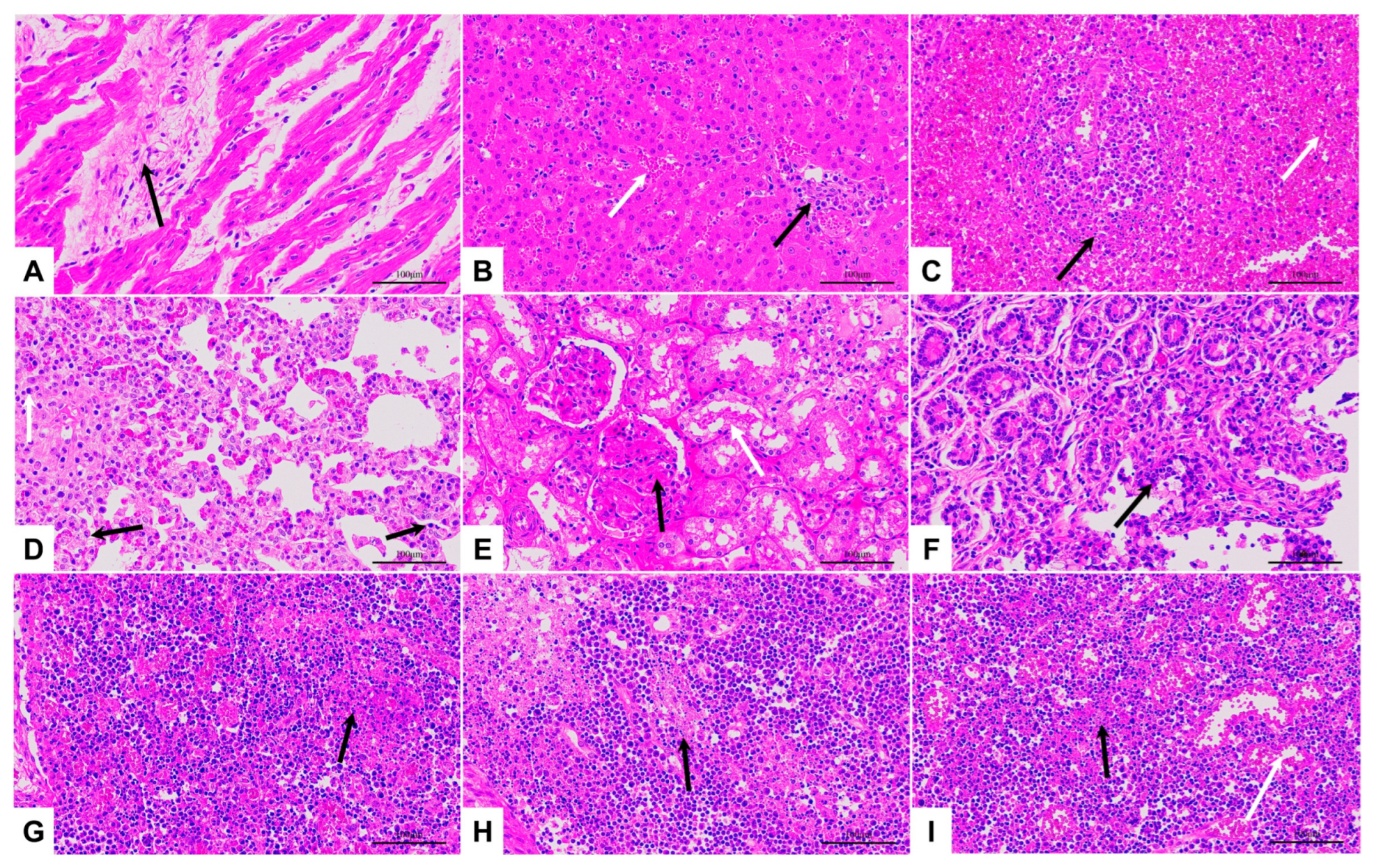 Viruses 15 00858 g005 Viruses 15 00858 g005