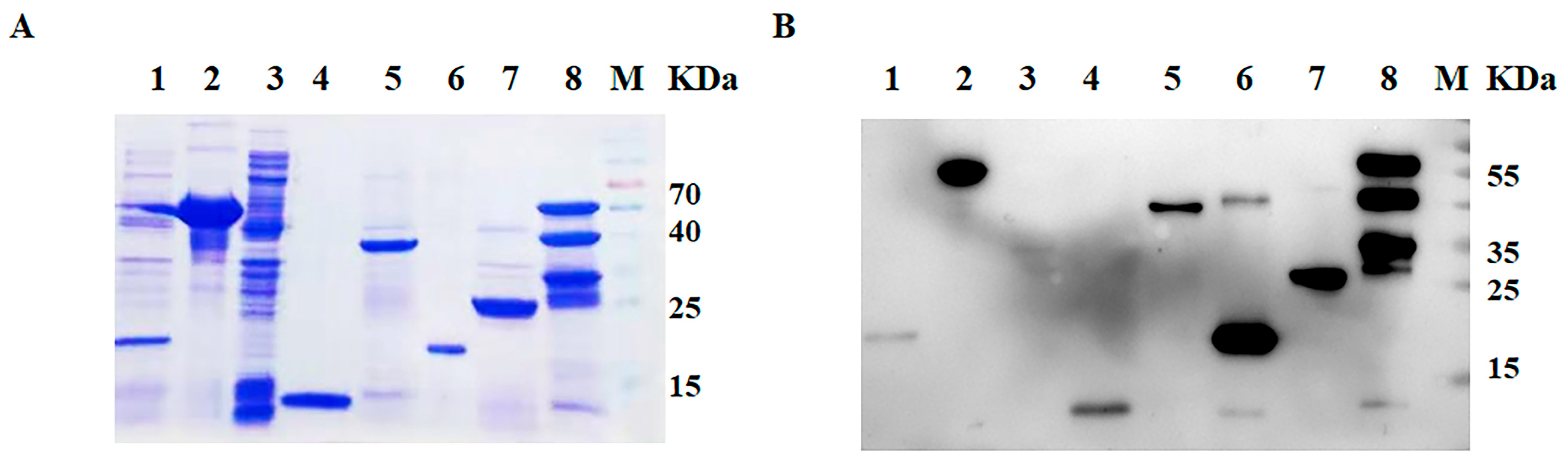 Viruses 15 00861 g001
