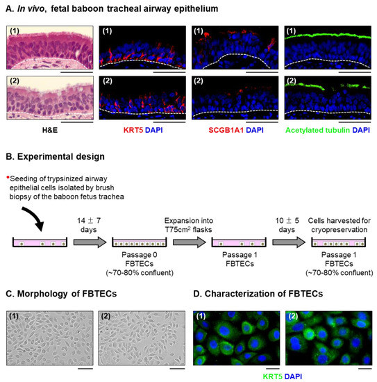 The Isolation and In Vitro Differentiation of Primary Fetal Baboon ...