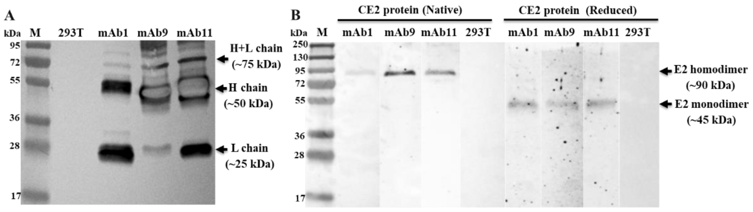Viruses 15 00863 g005
